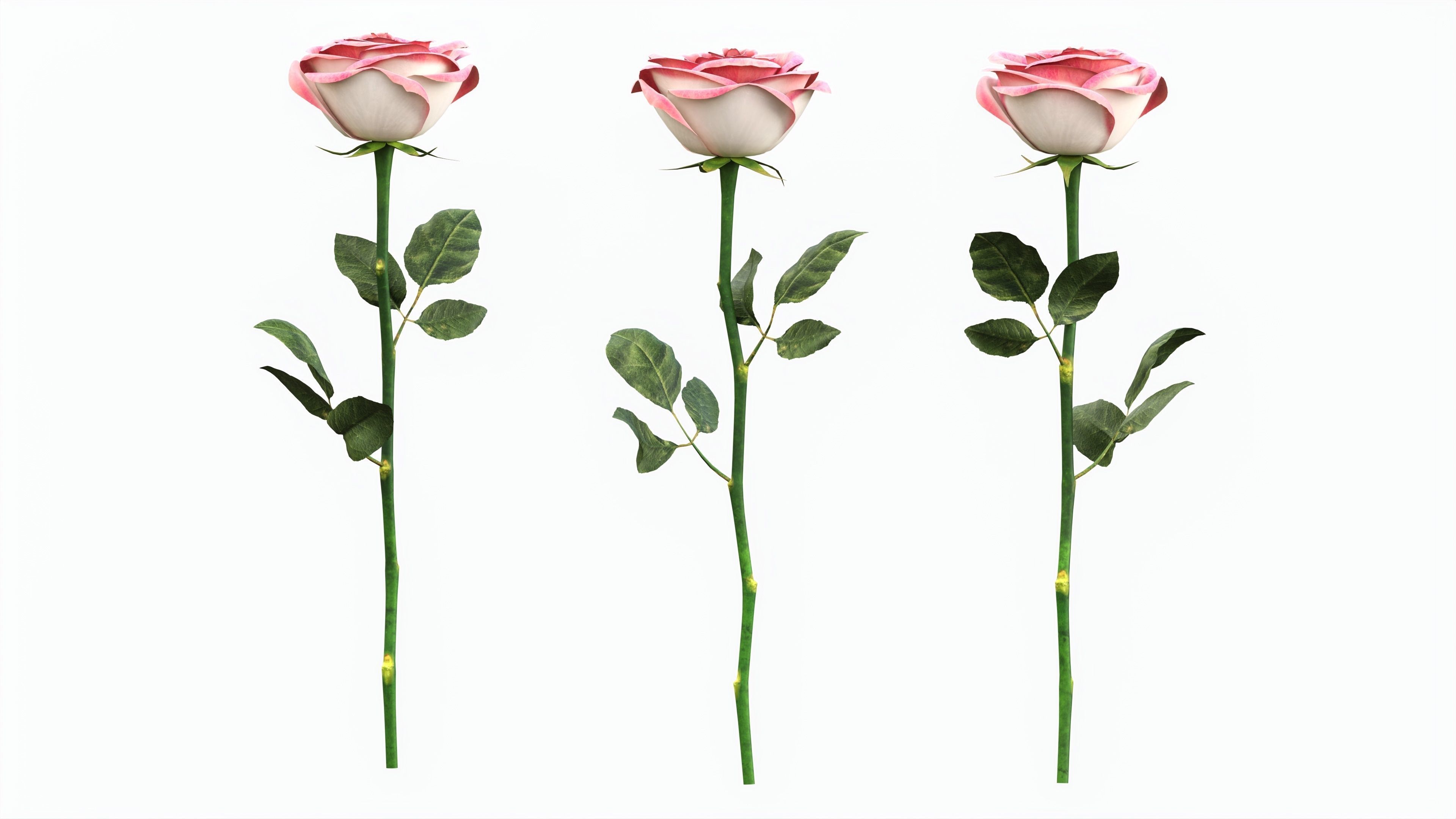 Single Beautiful Pink Rose 3D model_4