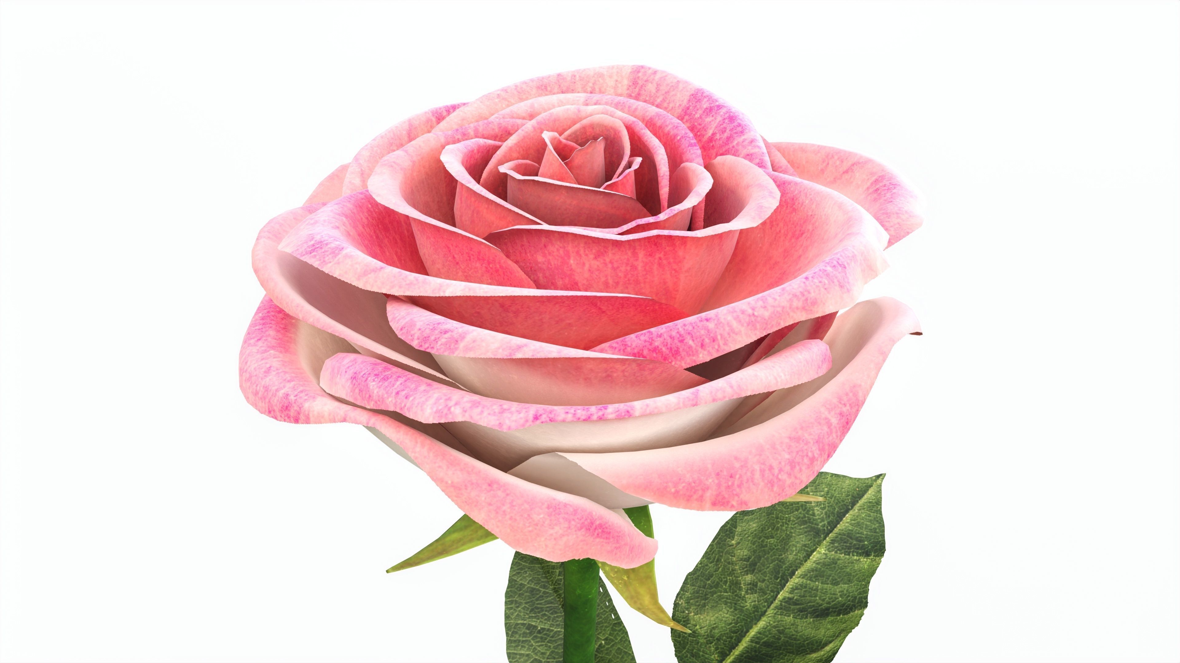 Single Beautiful Pink Rose 3D model_1