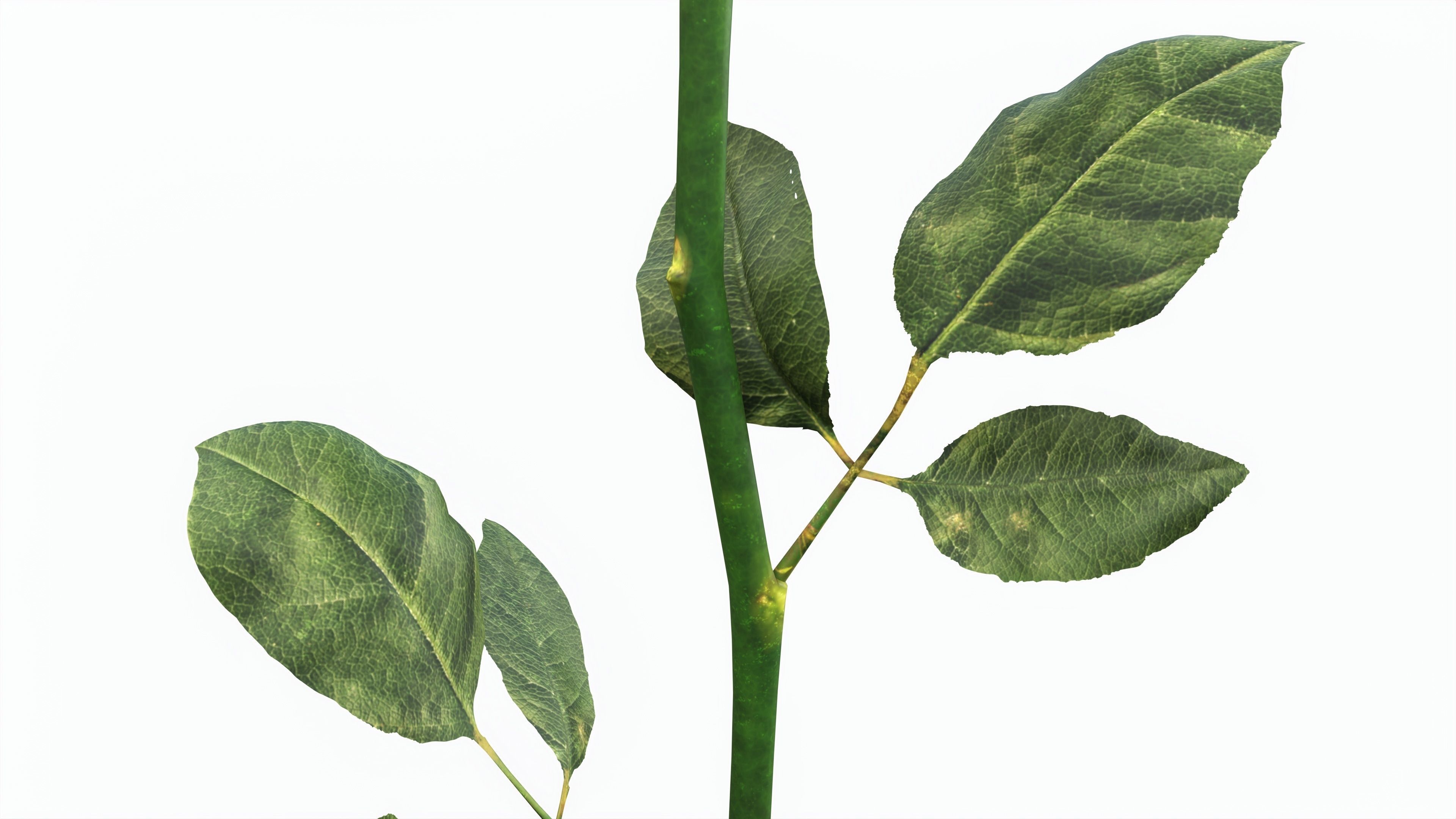 Single Beautiful Pink Rose 3D model_3