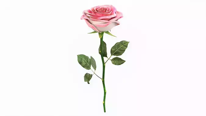 Single Beautiful Pink Rose 3D model
