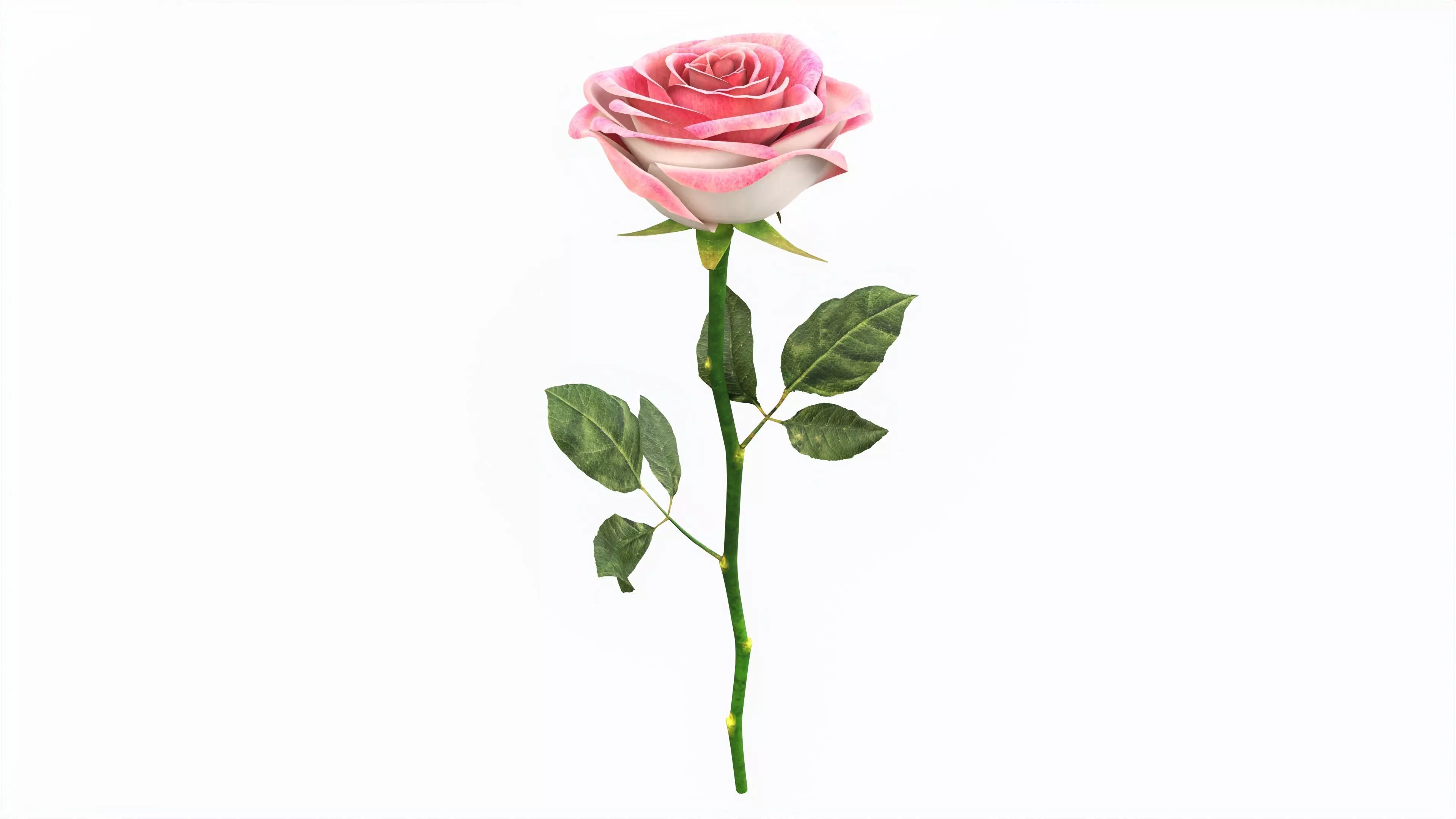 Single Beautiful Pink Rose 3D model_0