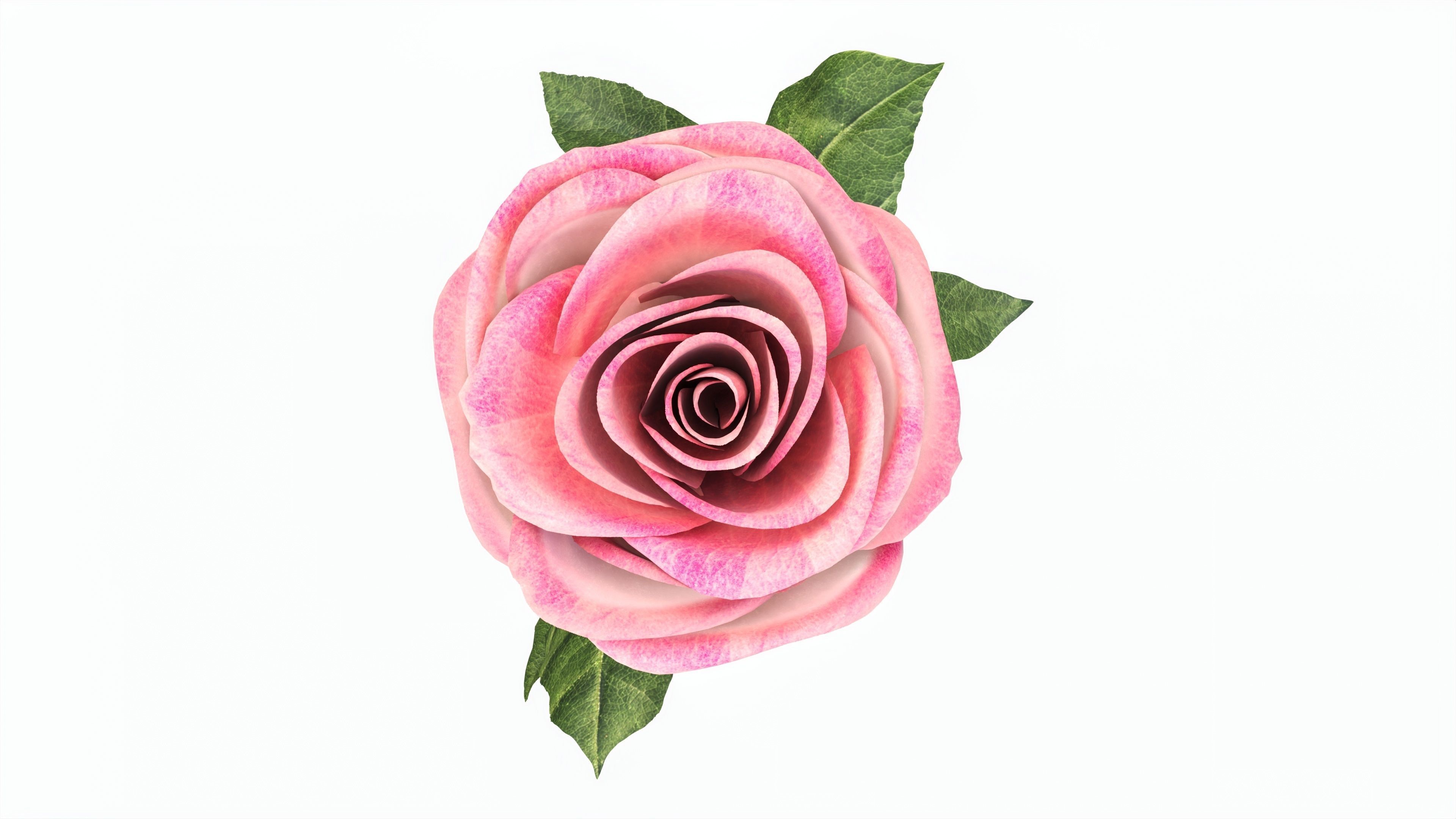 Single Beautiful Pink Rose 3D model_5