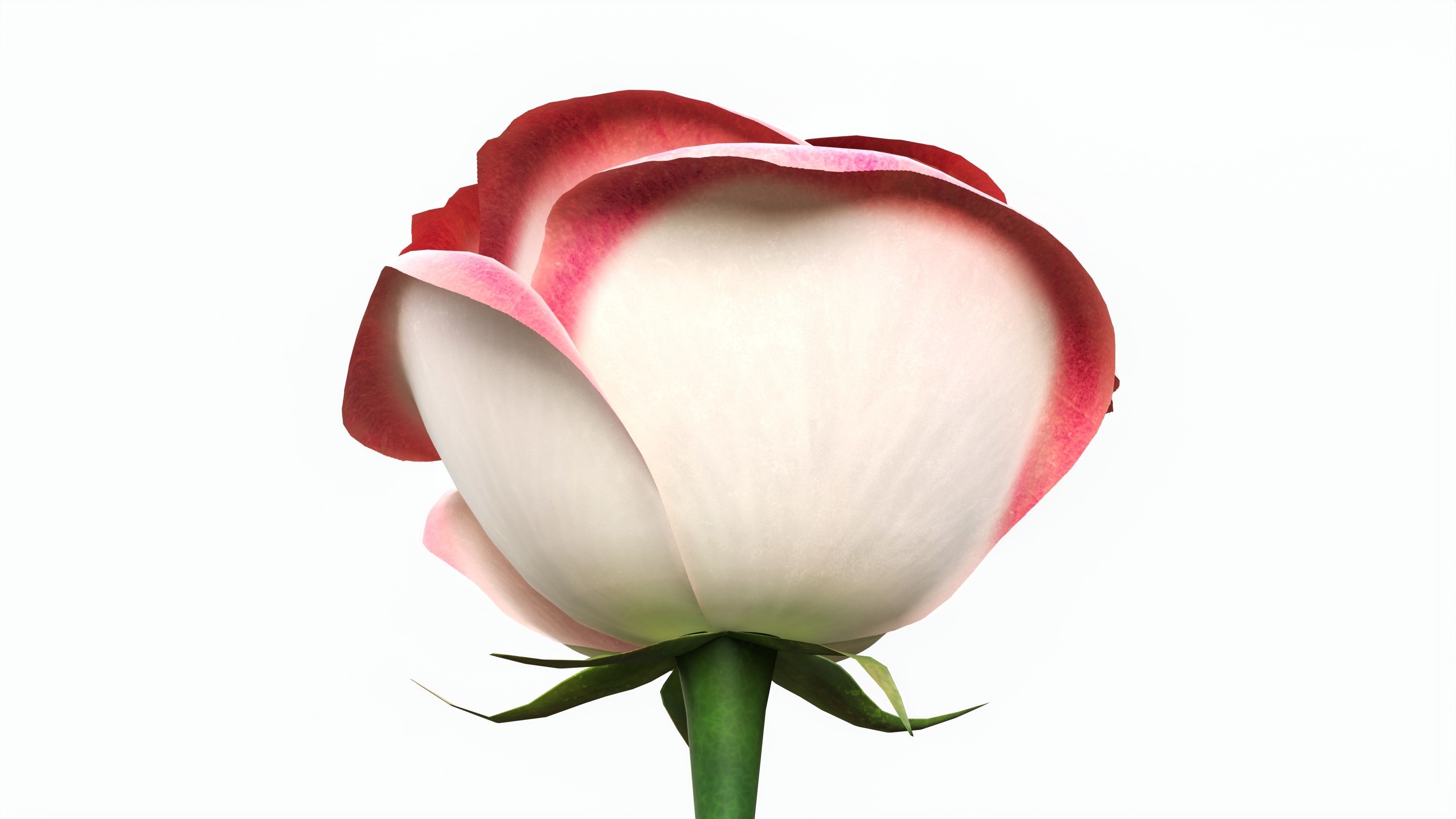 Single Beautiful Pink Rose 3D model_2