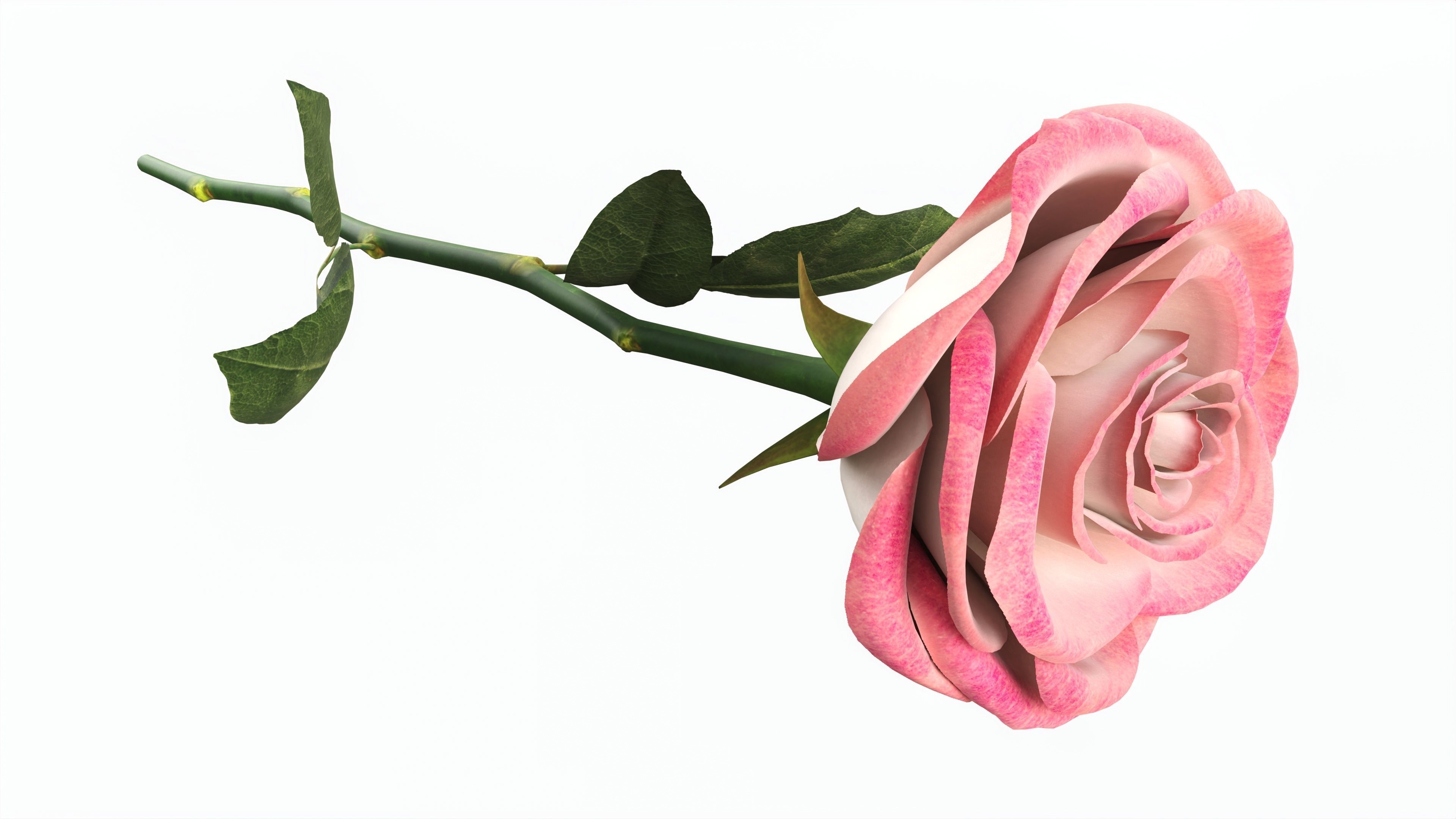 Single Beautiful Red Pink On Ground 3D model_3