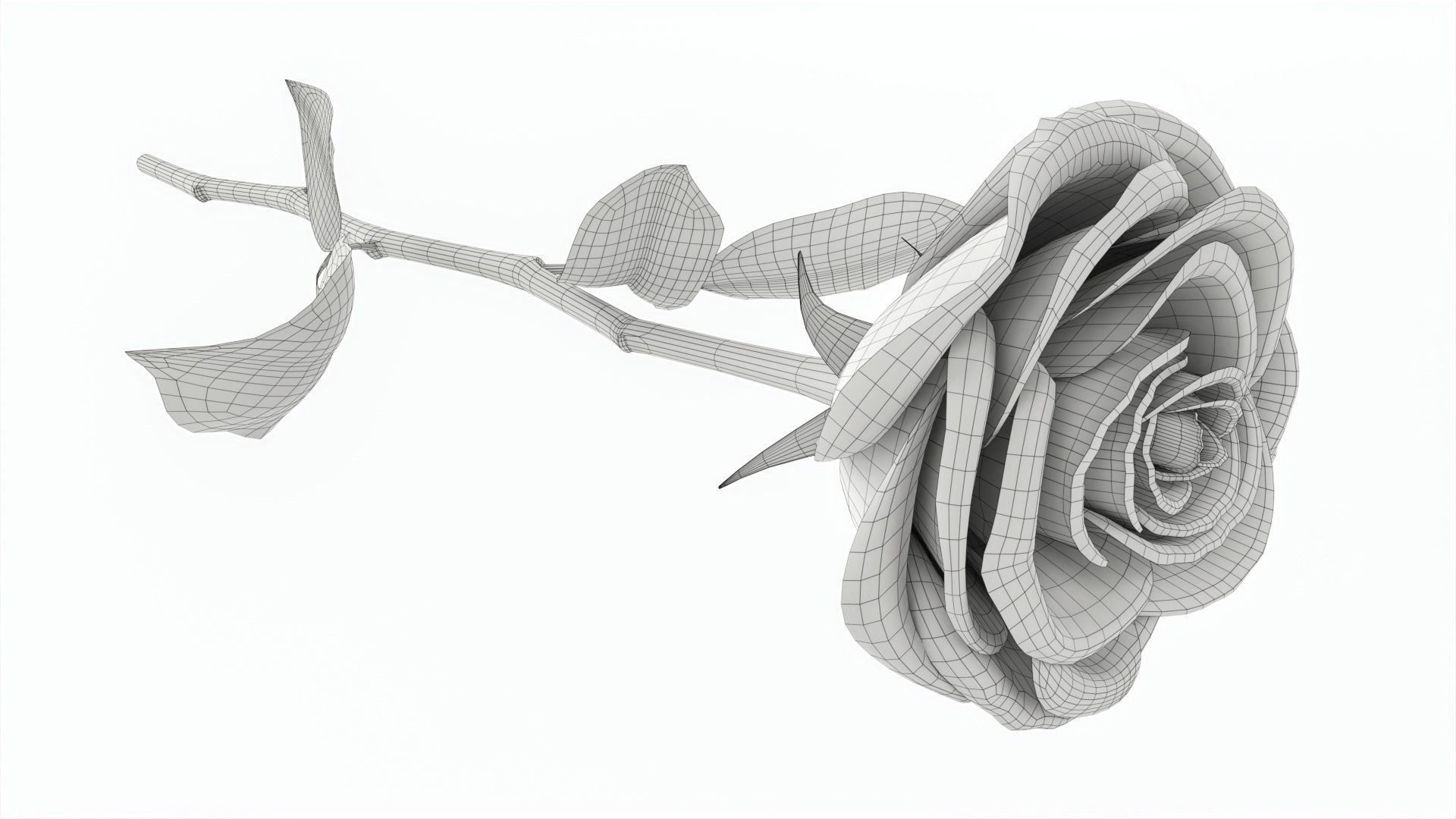 Single Beautiful Red Pink On Ground 3D model_7