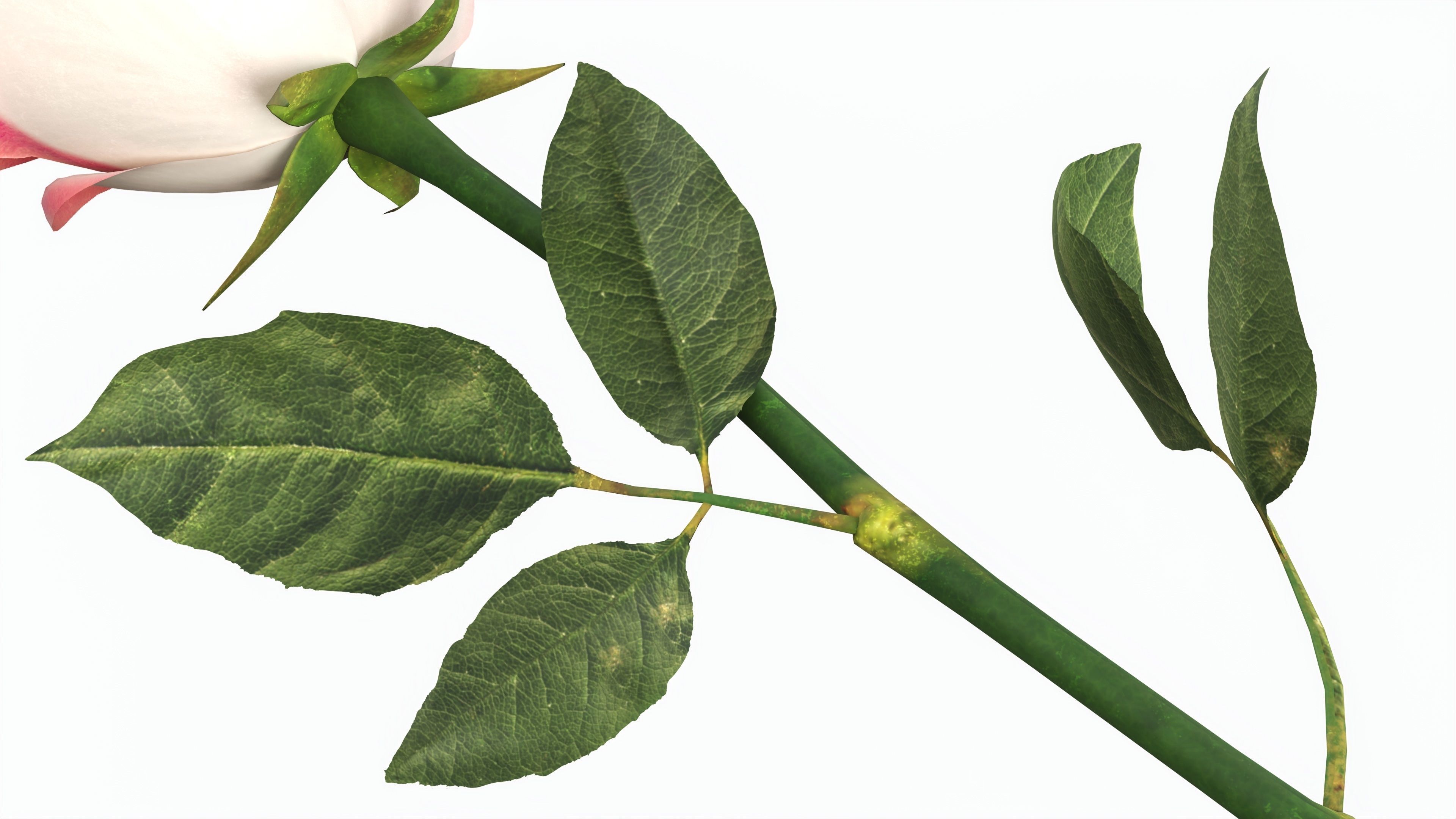 Single Beautiful Red Pink On Ground 3D model_2