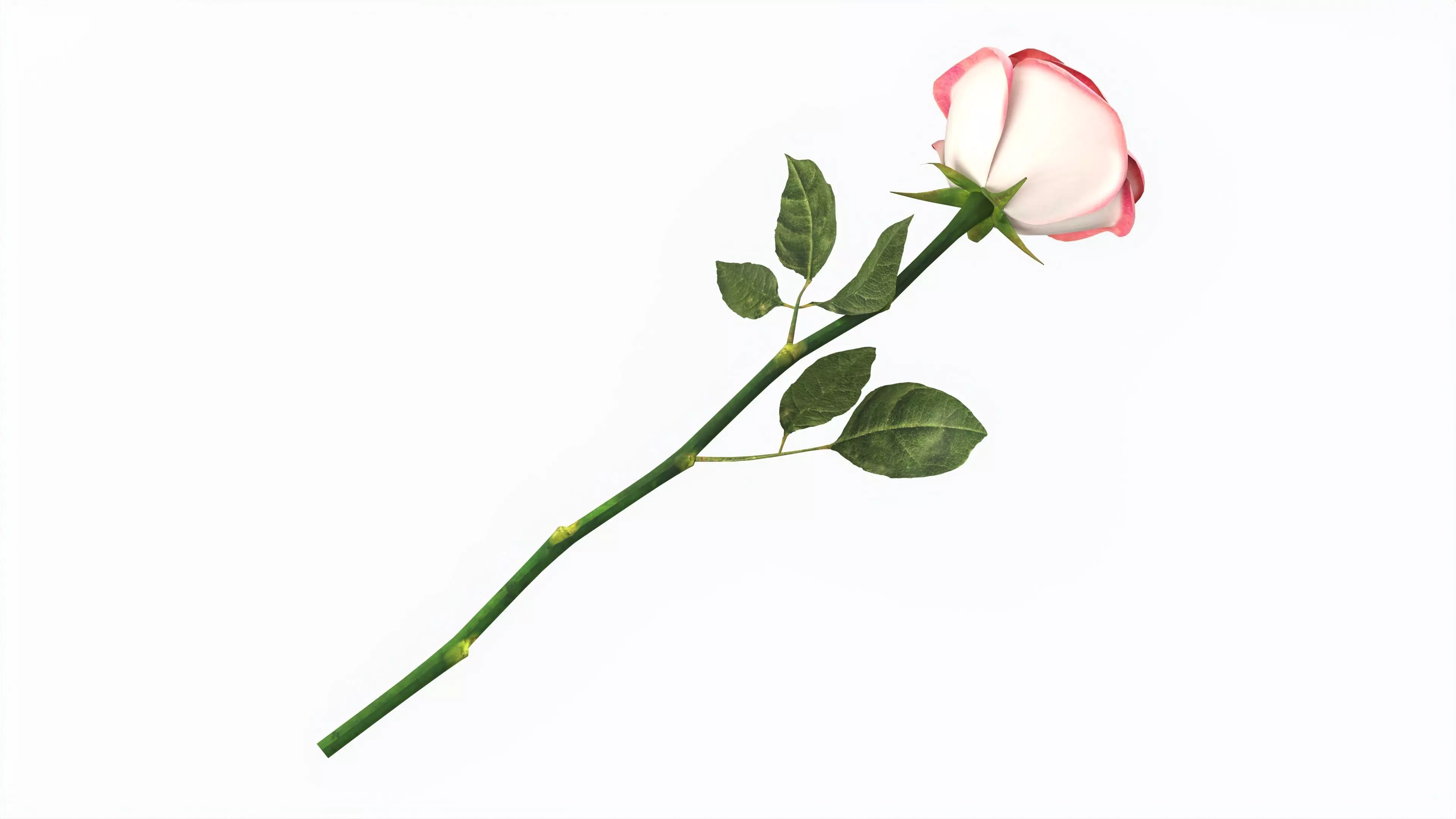 Single Beautiful Red Pink On Ground 3D model_0