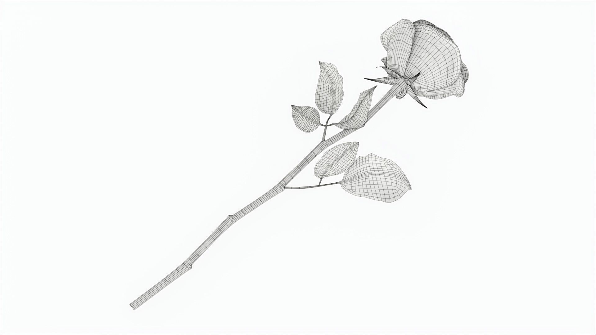 Single Beautiful Red Pink On Ground 3D model_6