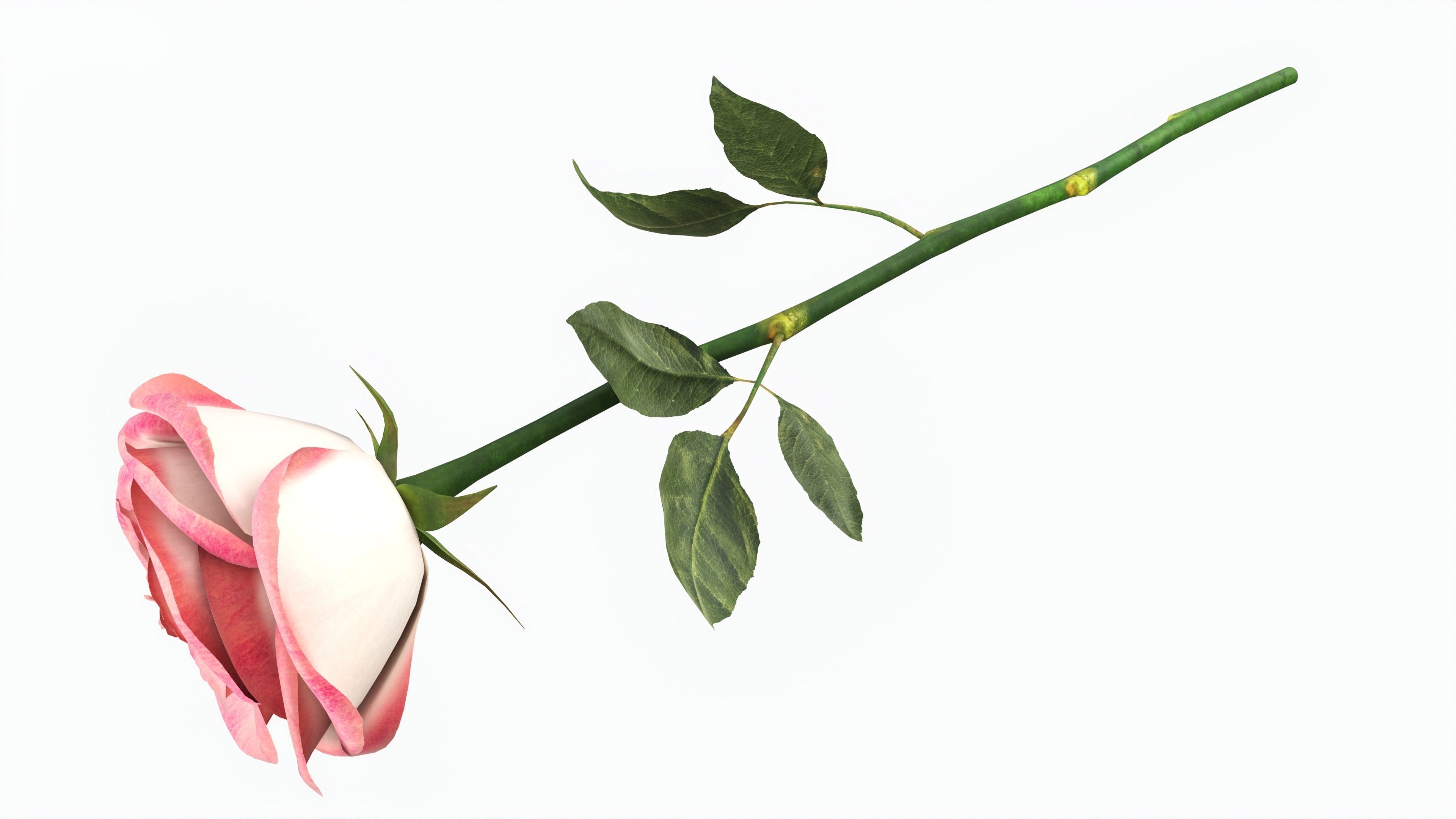 Single Beautiful Red Pink On Ground 3D model_1