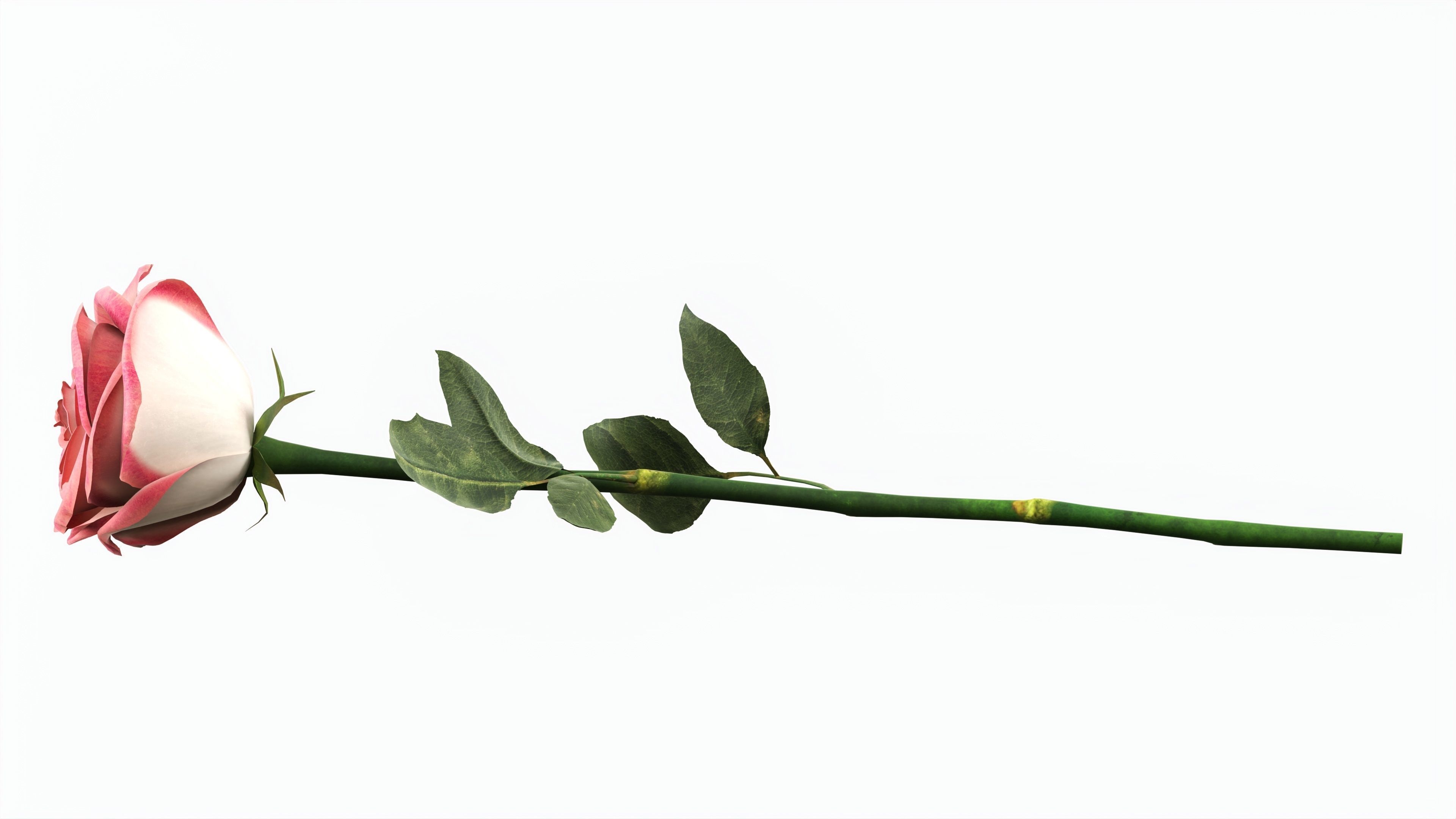 Single Beautiful Red Pink On Ground 3D model_4