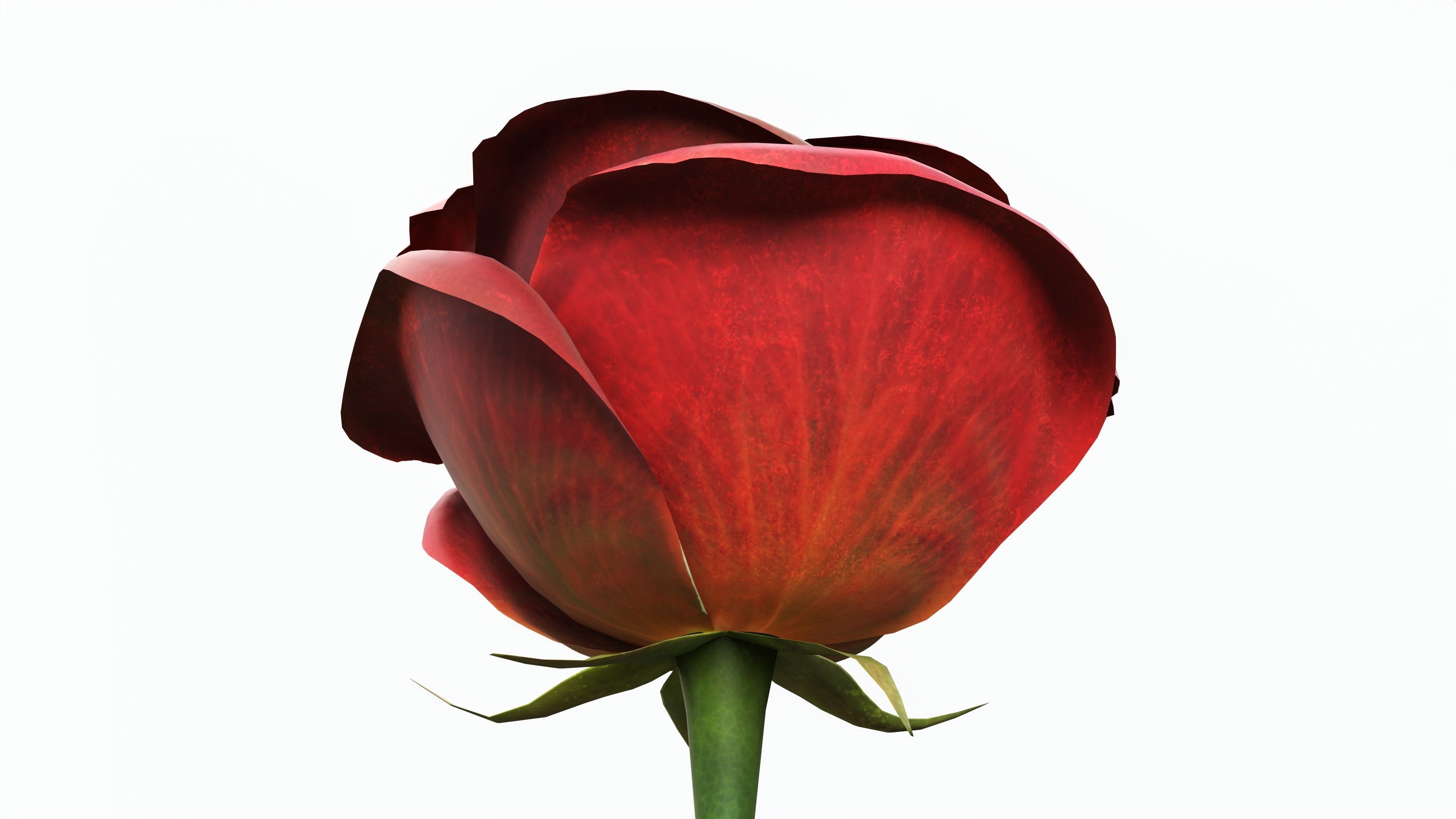Single Beautiful Red Rose 3D model_2