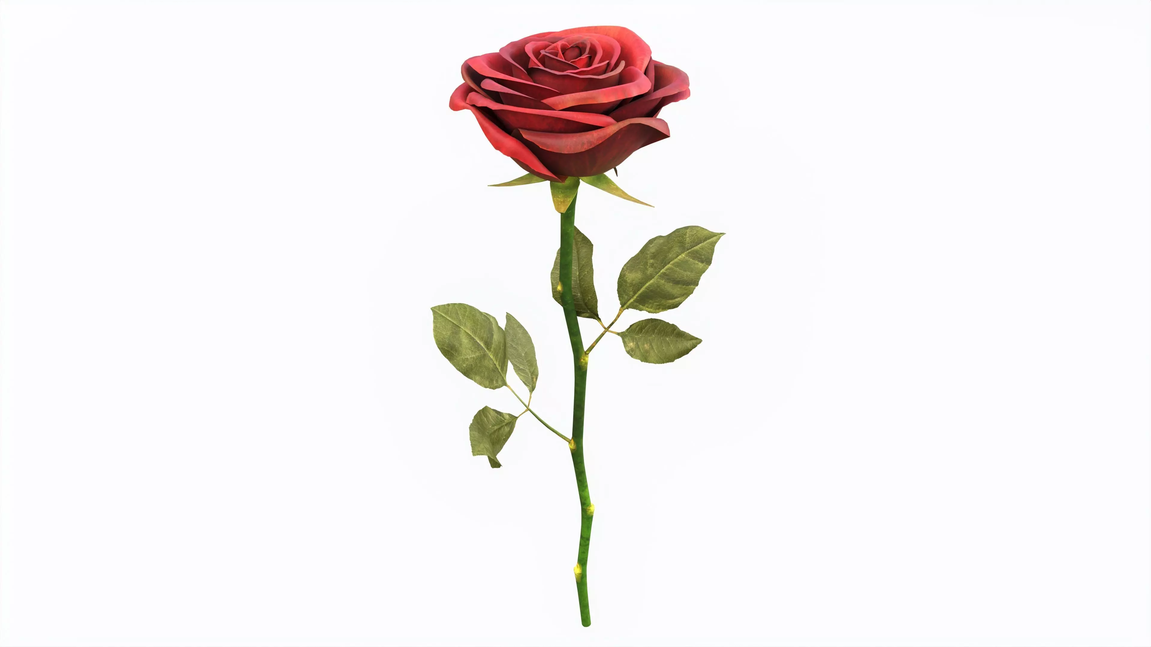 Single Beautiful Red Rose 3D model_0