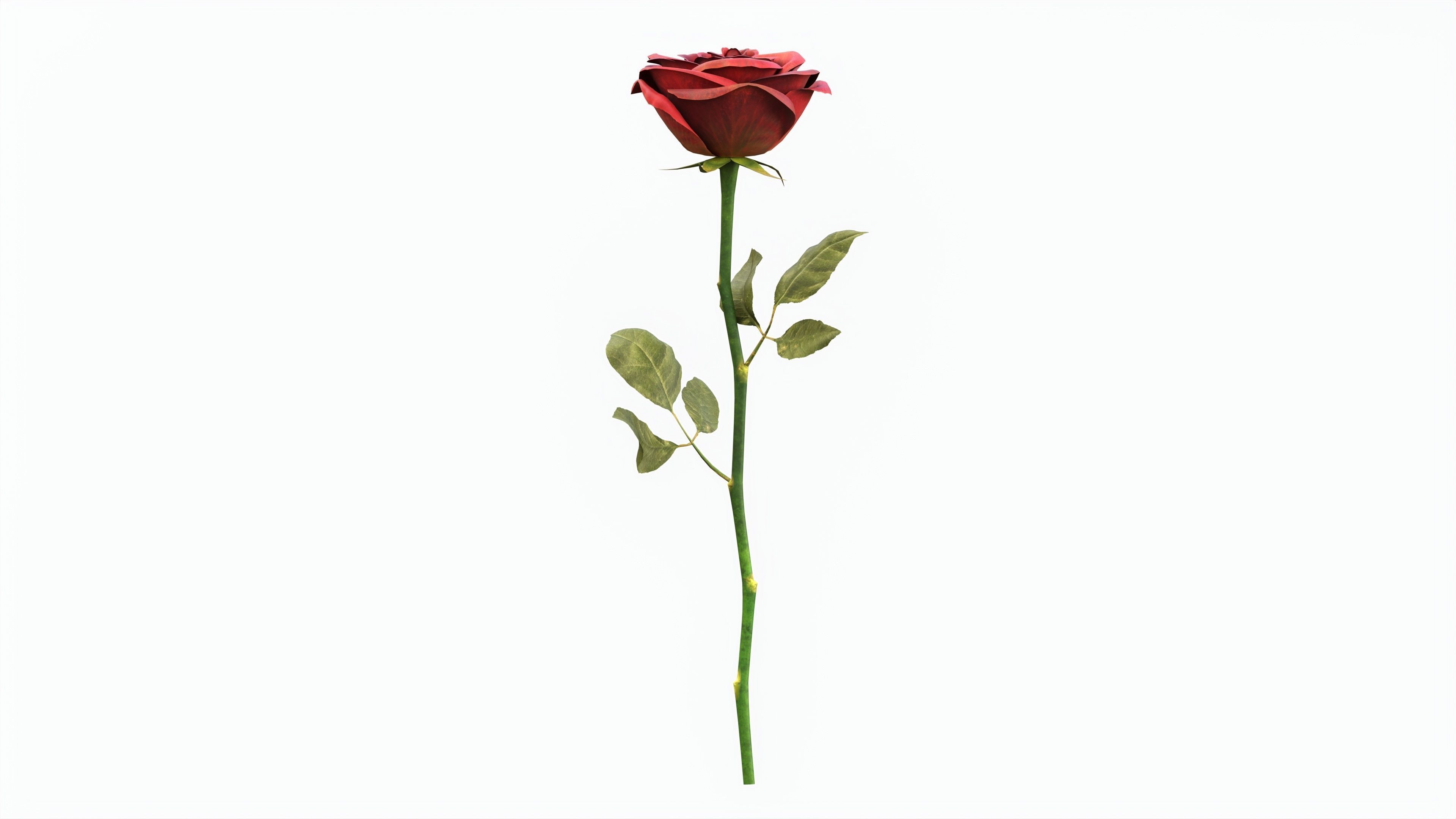 Single Beautiful Red Rose 3D model_4