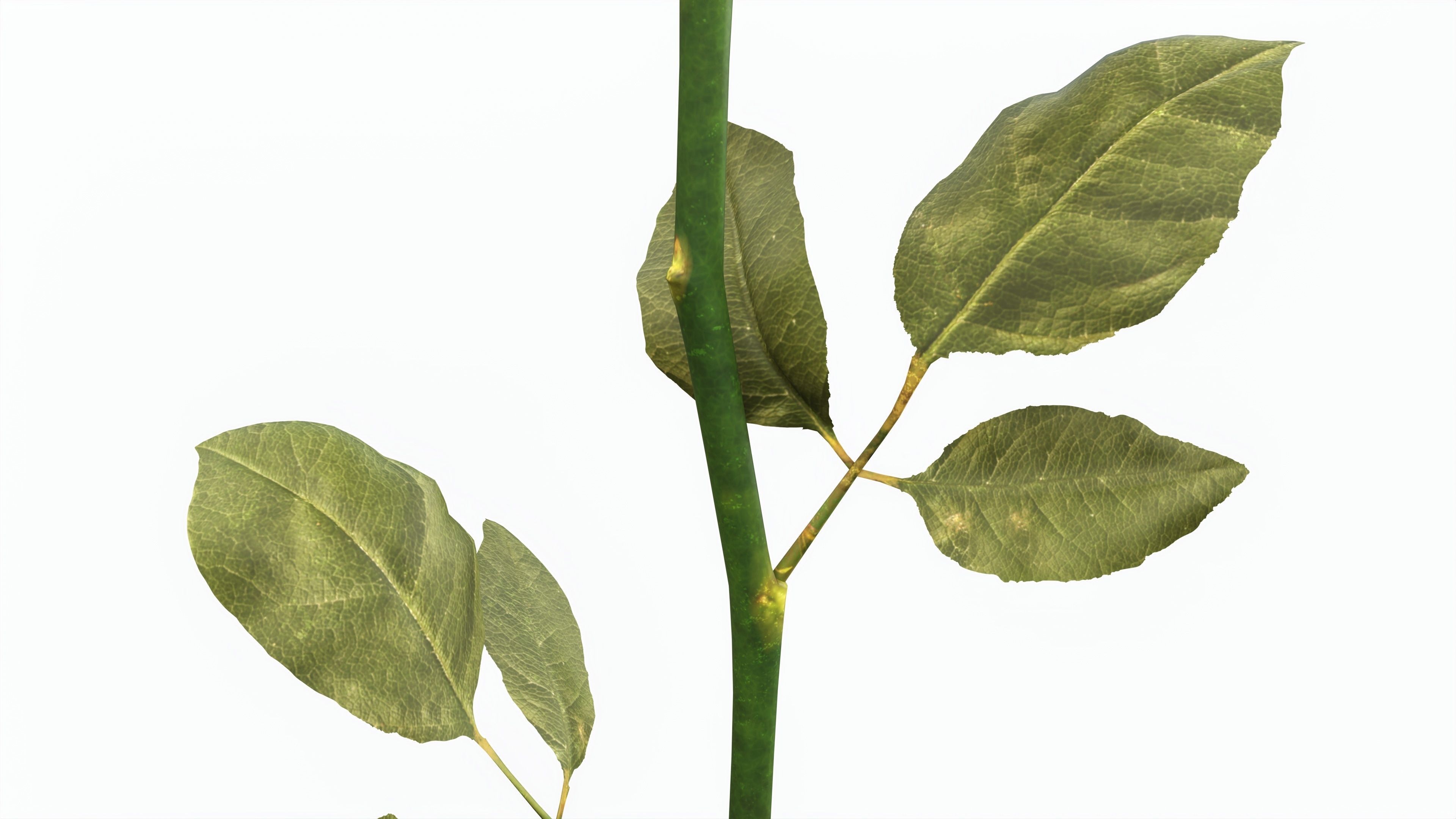 Single Beautiful Red Rose 3D model_3