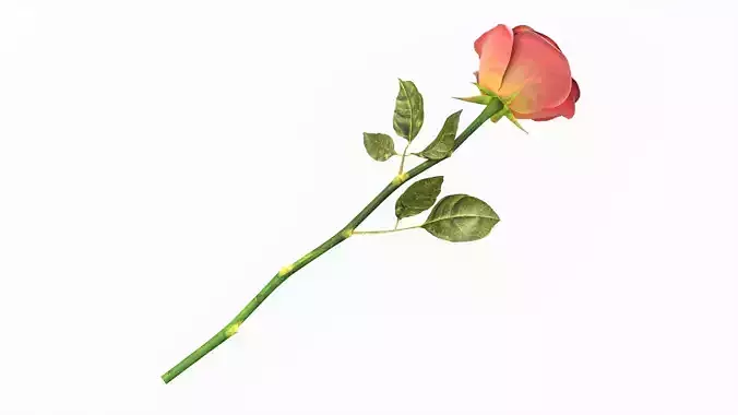 Single Beautiful Red Rose On Ground