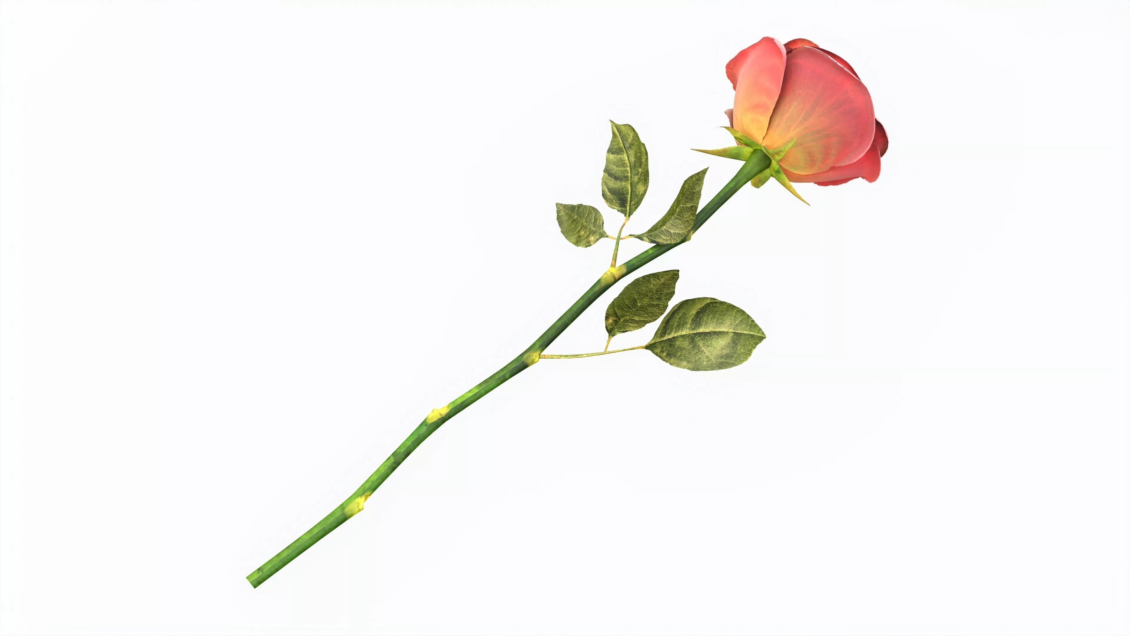 Single Beautiful Red Rose On Ground 3D model
