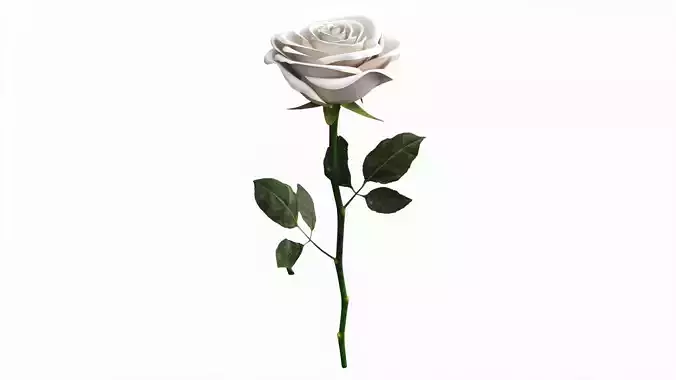 Single Beautiful White Rose