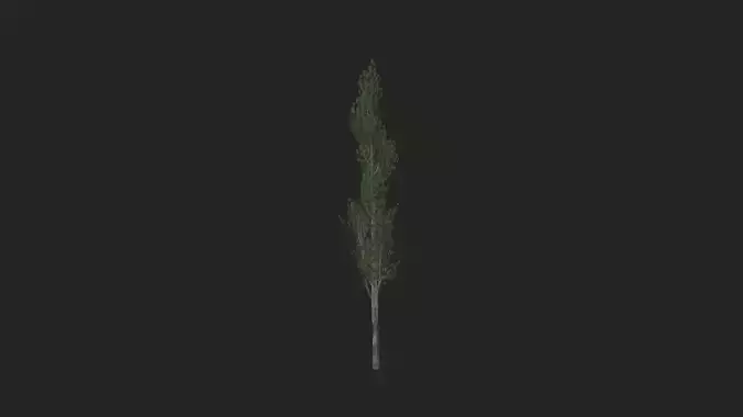 Tree 3D Model 008