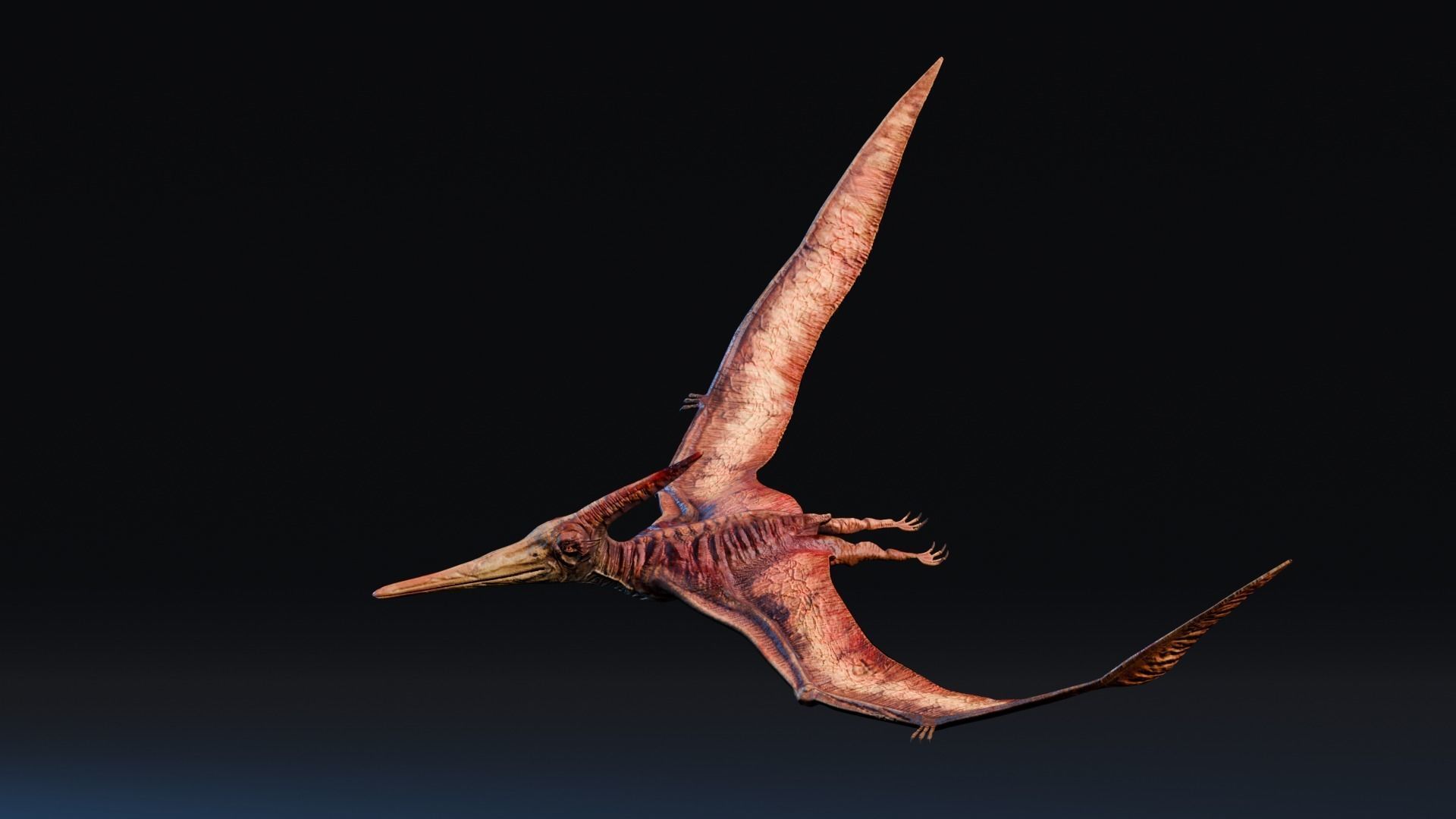Low poly Realistic Dinosaur - Pteranodon Low-poly 3D model_2