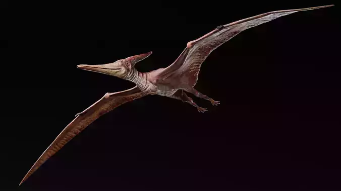 Low poly Realistic Dinosaur - Pteranodon Low-poly 3D model