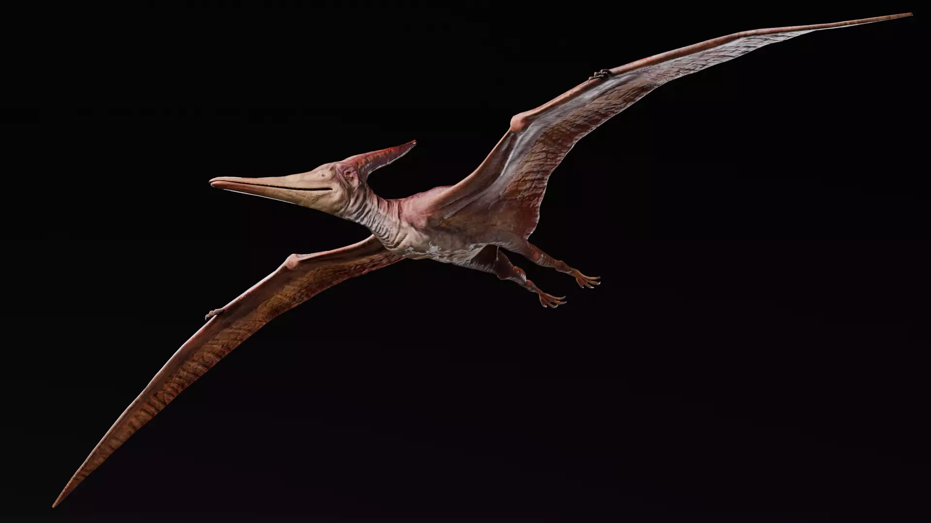 Low poly Realistic Dinosaur - Pteranodon Low-poly 3D model_0