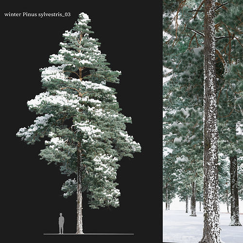 Winter pinus sylvestris 03 3D model