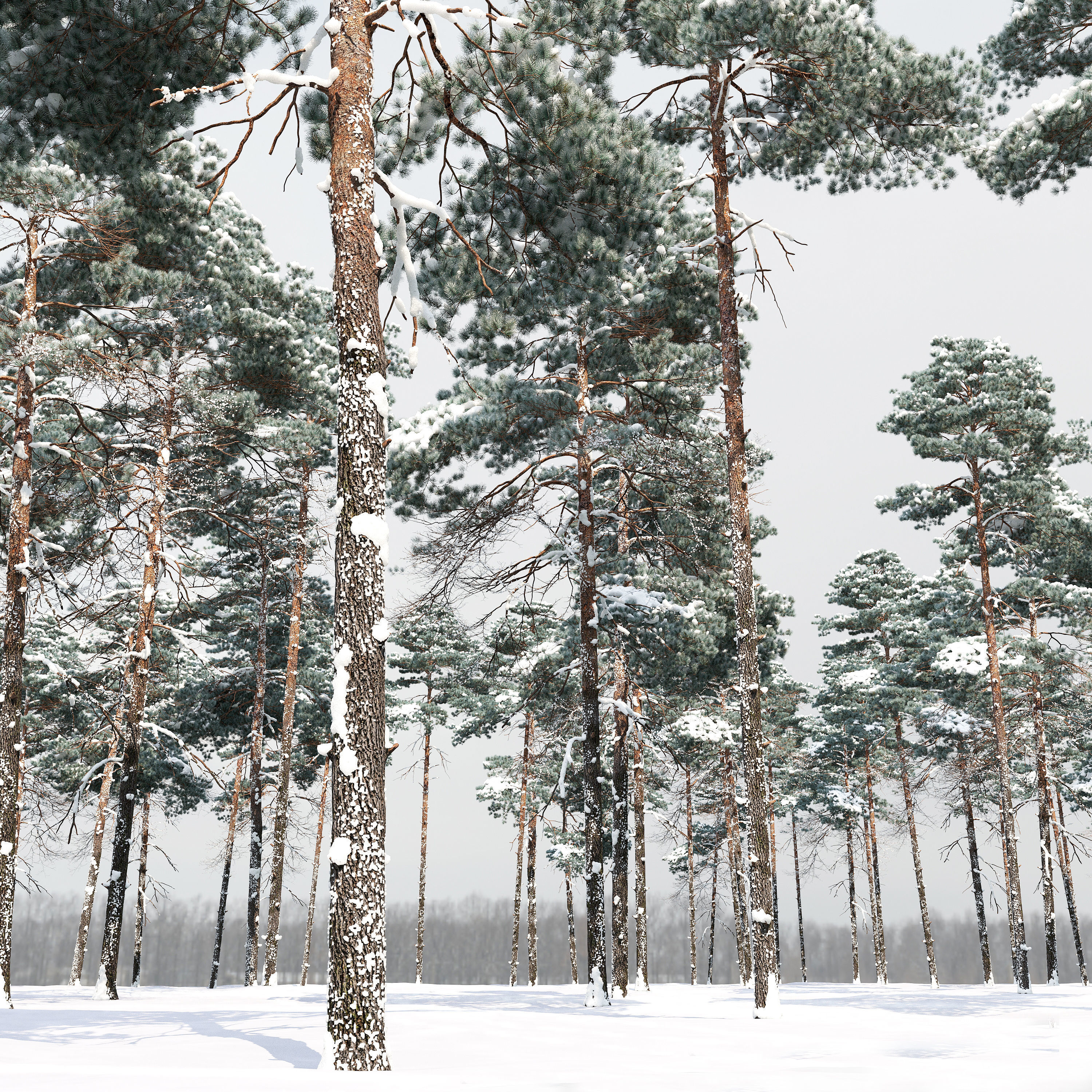 Winter pinus sylvestris 04 3D model_1