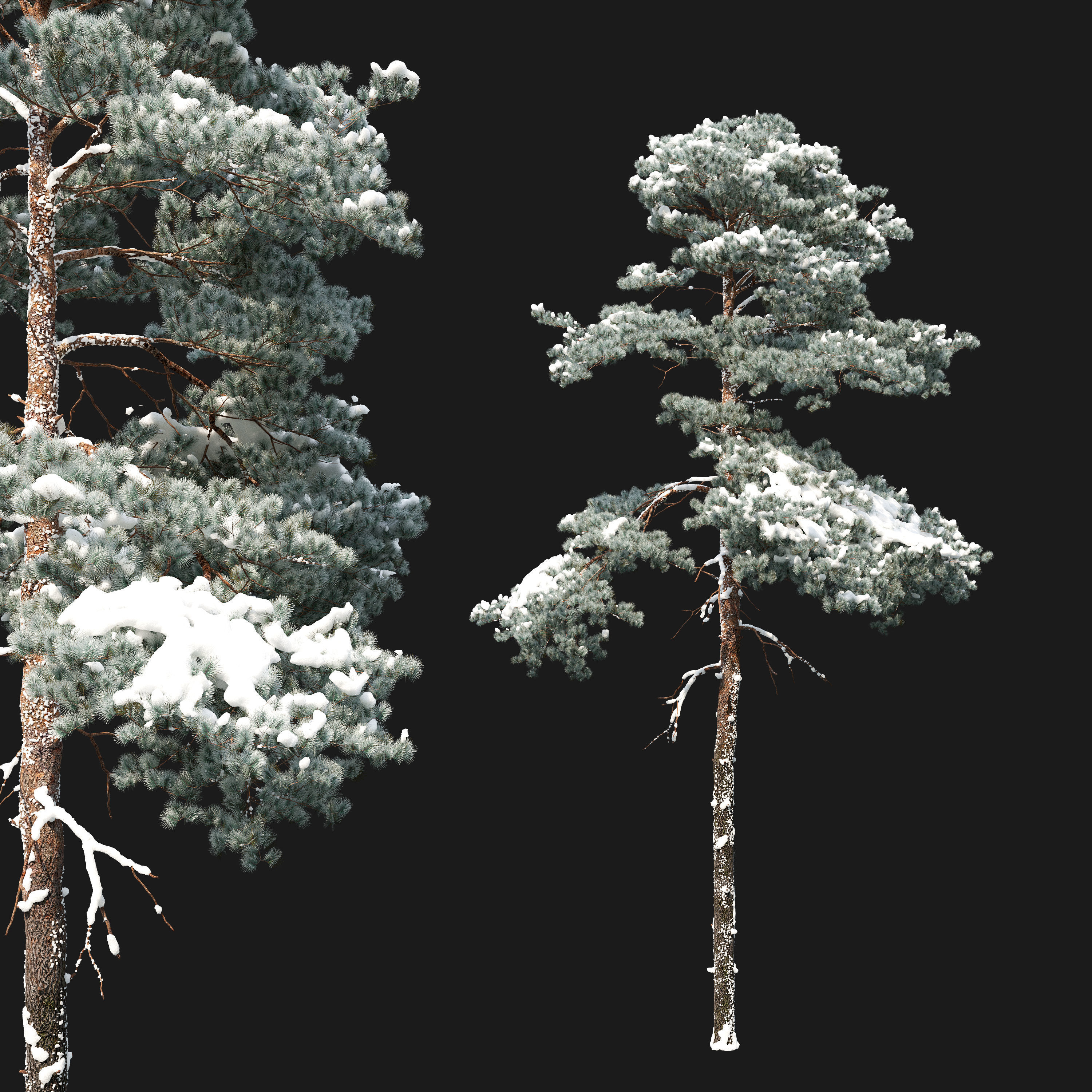Winter pinus sylvestris 04 3D model_2