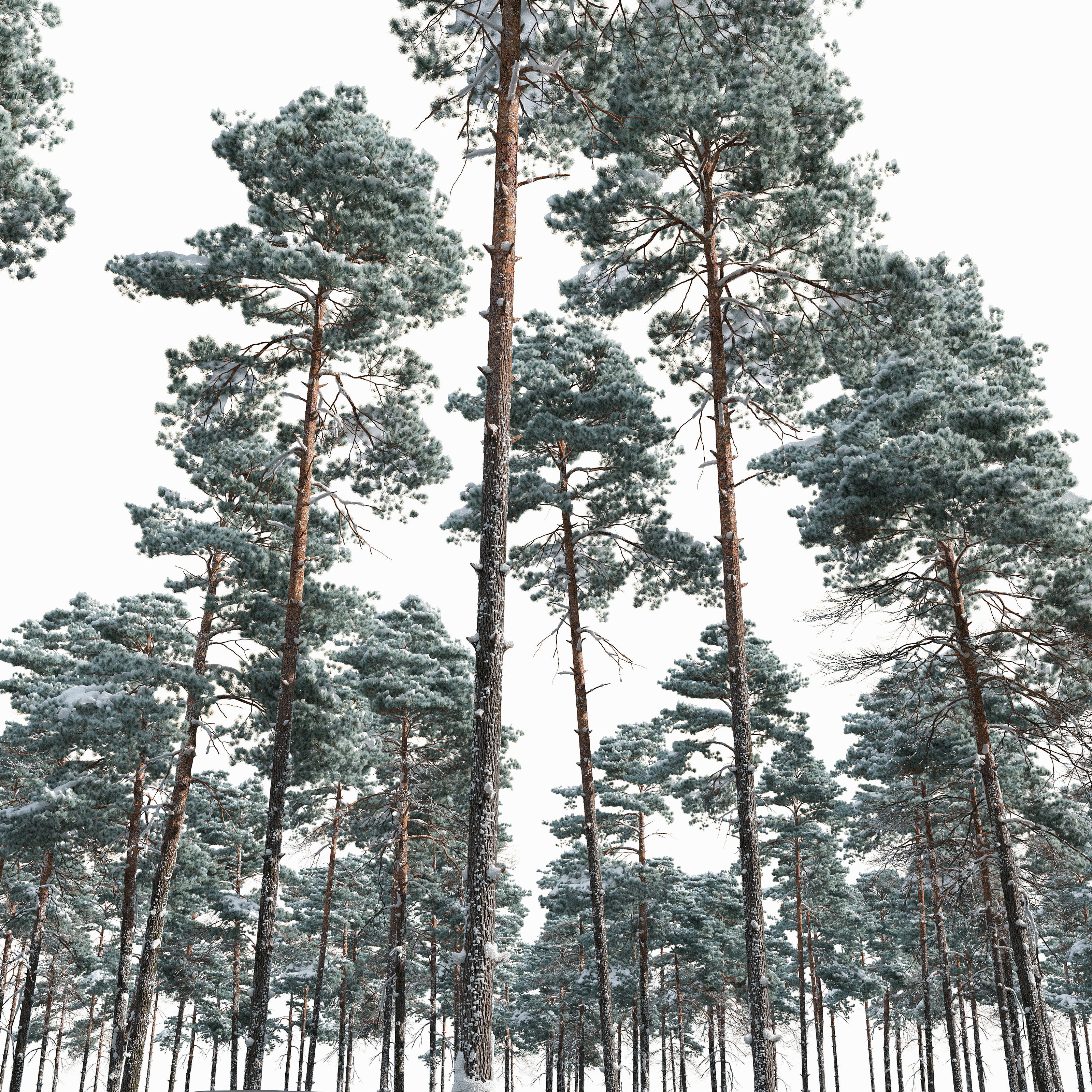 Winter pinus sylvestris 04 3D model_3