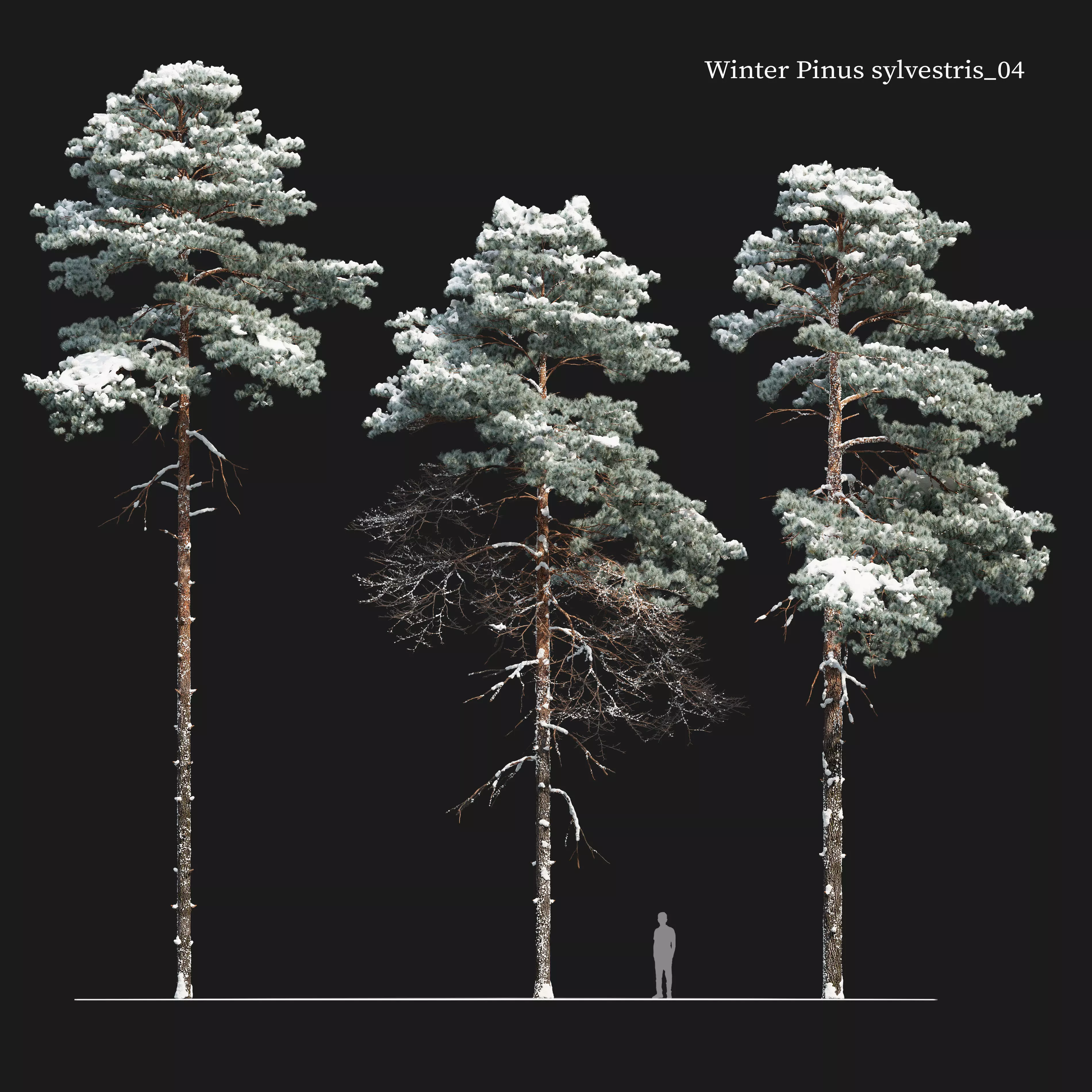 Winter pinus sylvestris 04 3D model_0