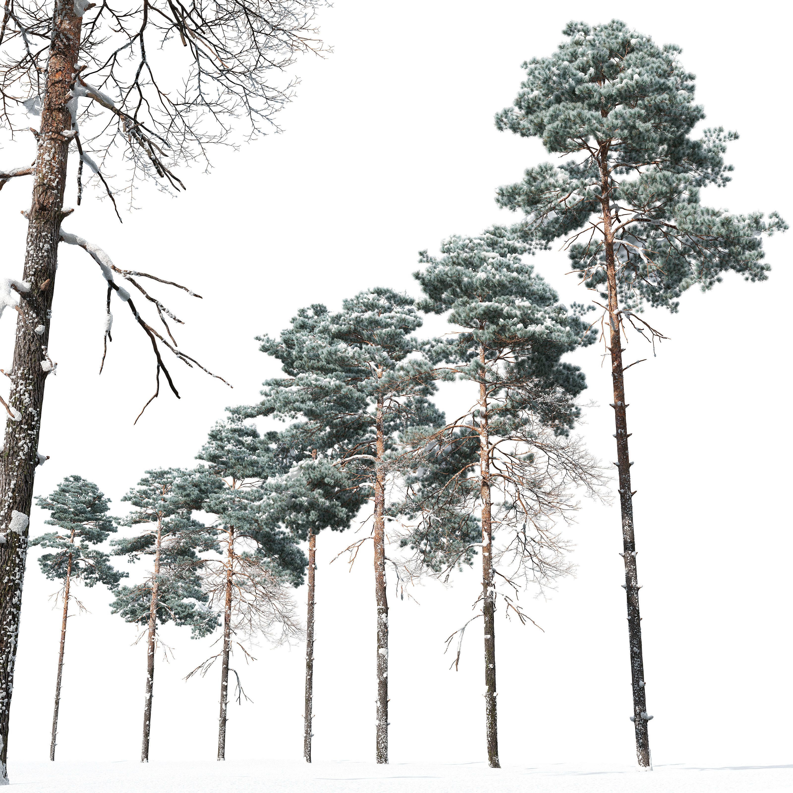 Winter pinus sylvestris 04 3D model_4