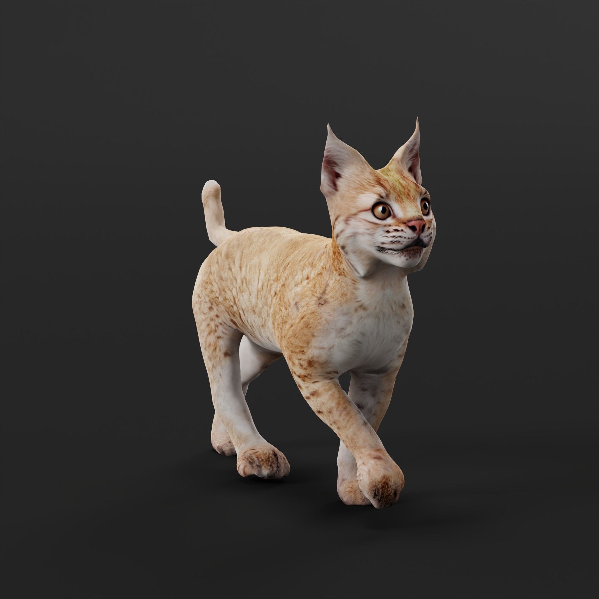 Eurasian Lynx Cub 3D model_21