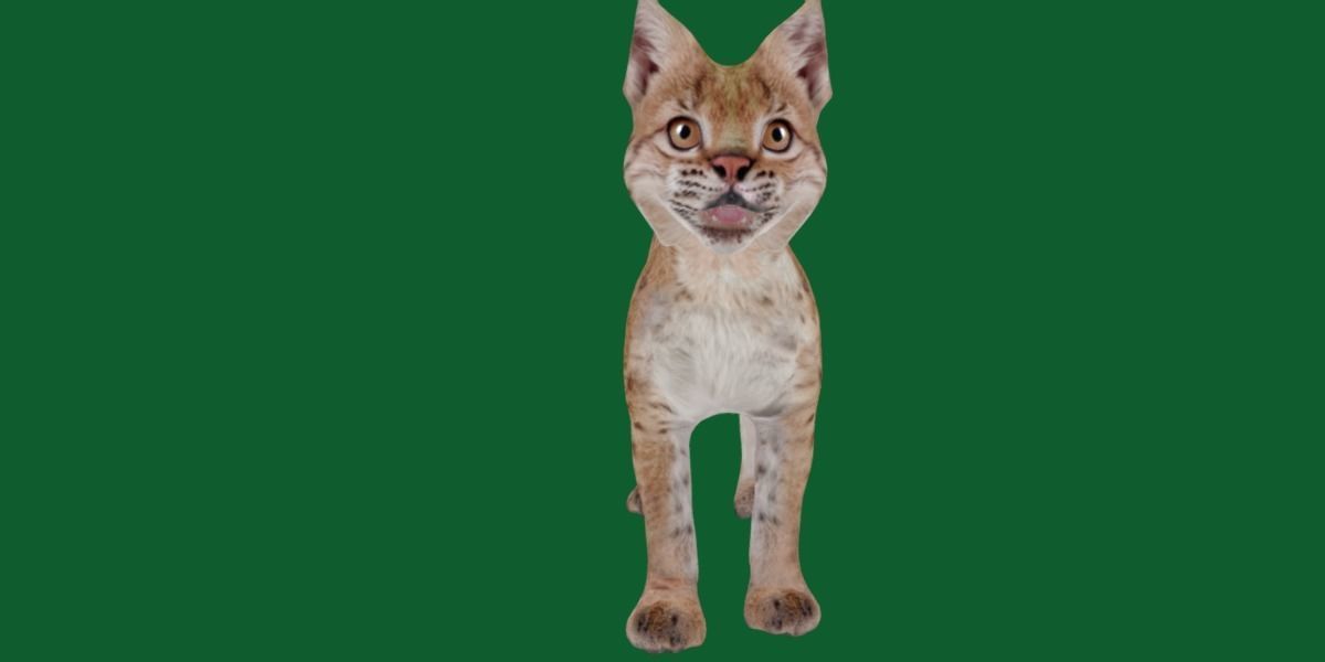 Eurasian Lynx Cub 3D model_15