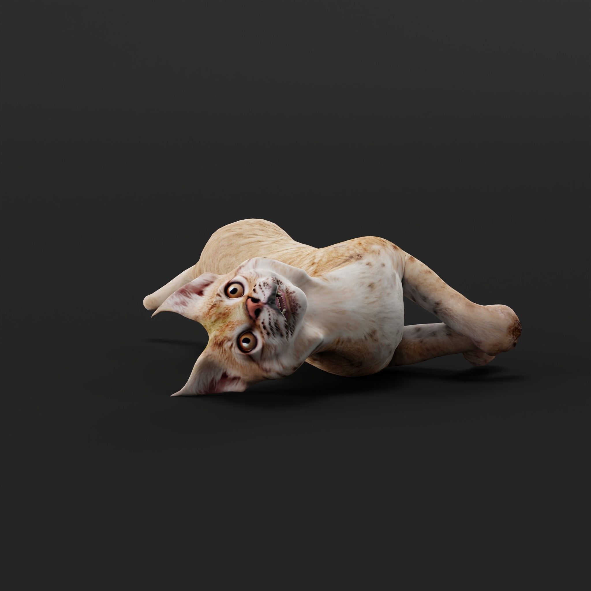 Eurasian Lynx Cub 3D model_28