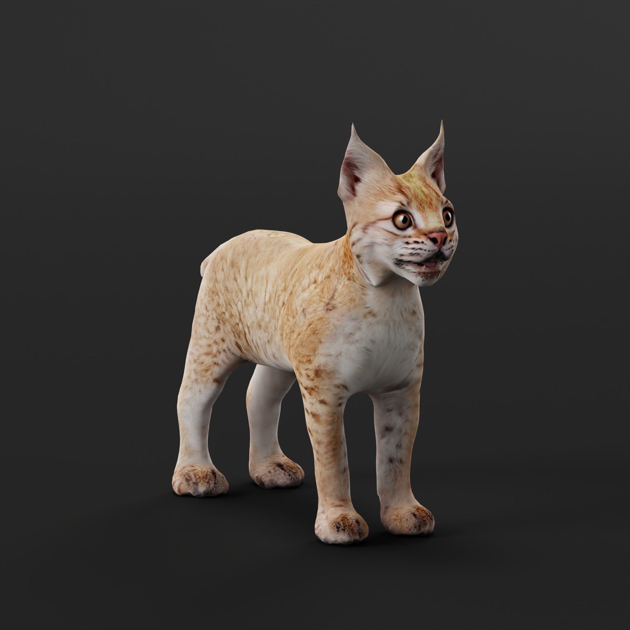Eurasian Lynx Cub 3D model_22