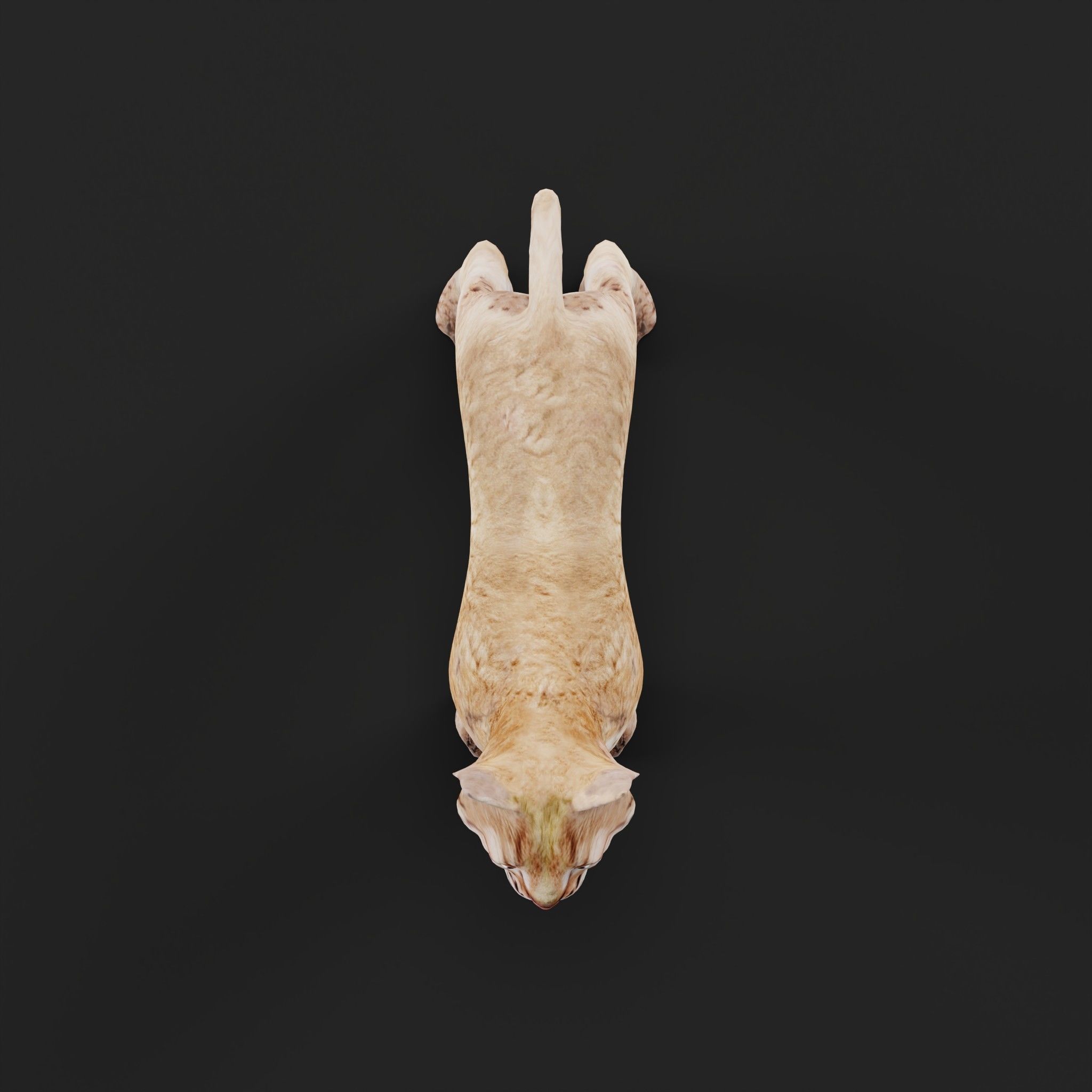 Eurasian Lynx Cub 3D model_26