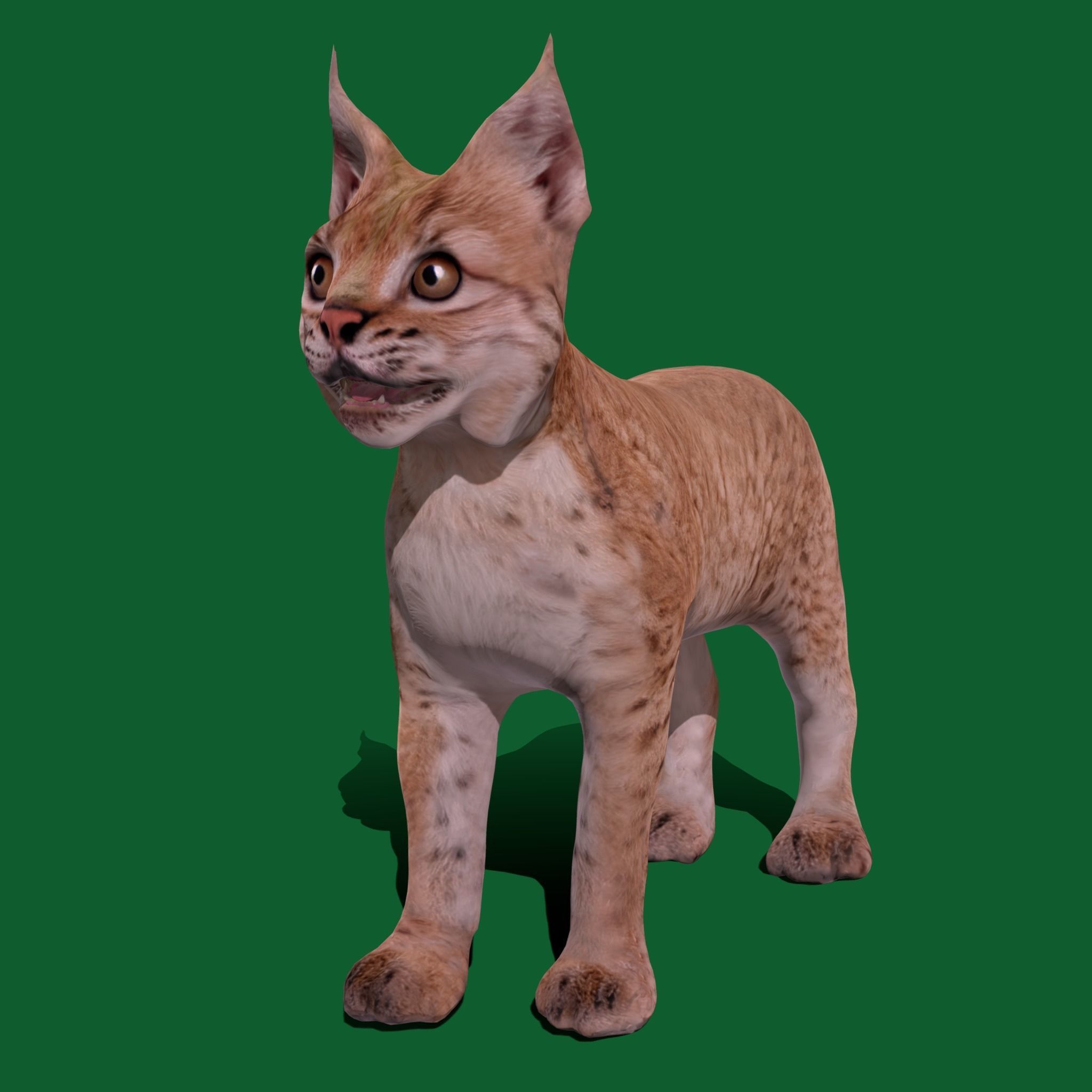 Eurasian Lynx Cub 3D model_10