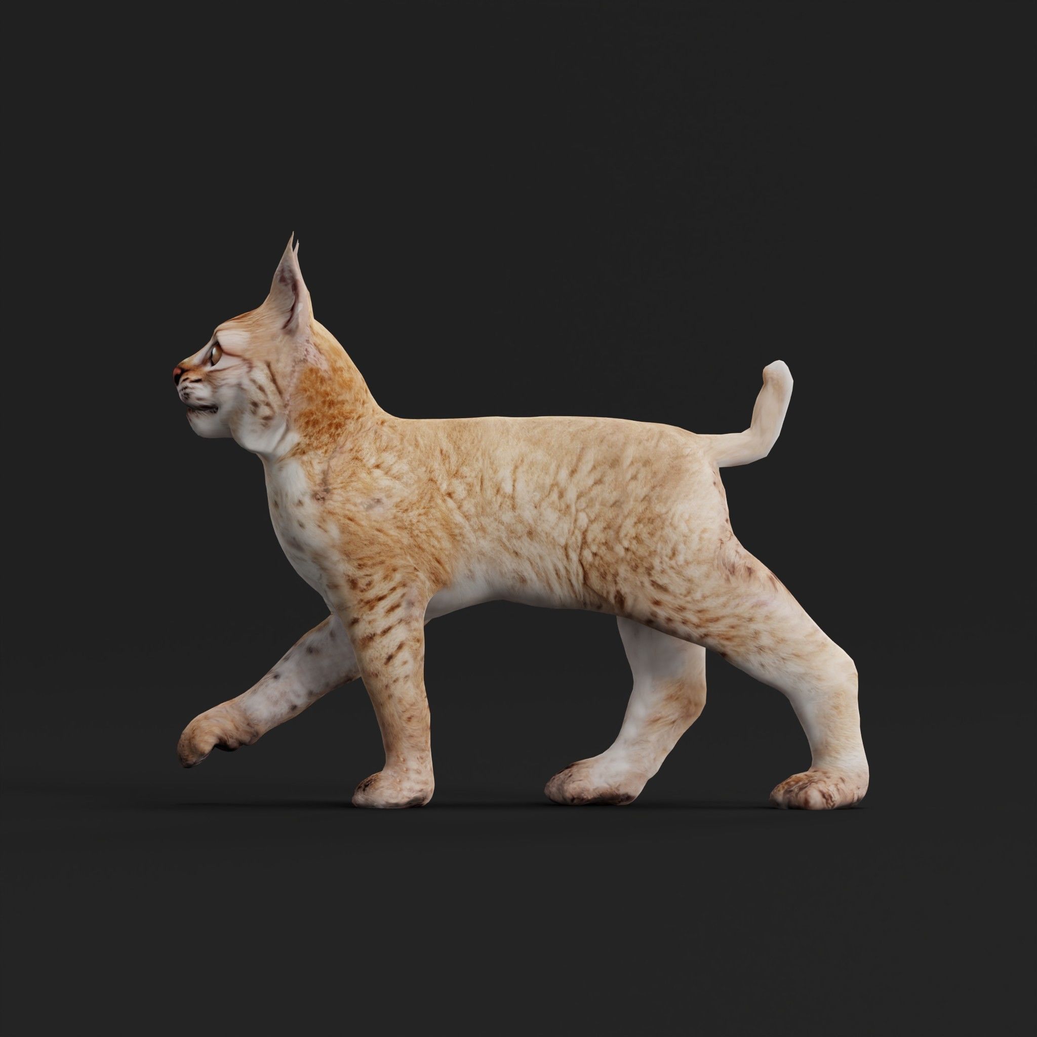 Eurasian Lynx Cub 3D model_24