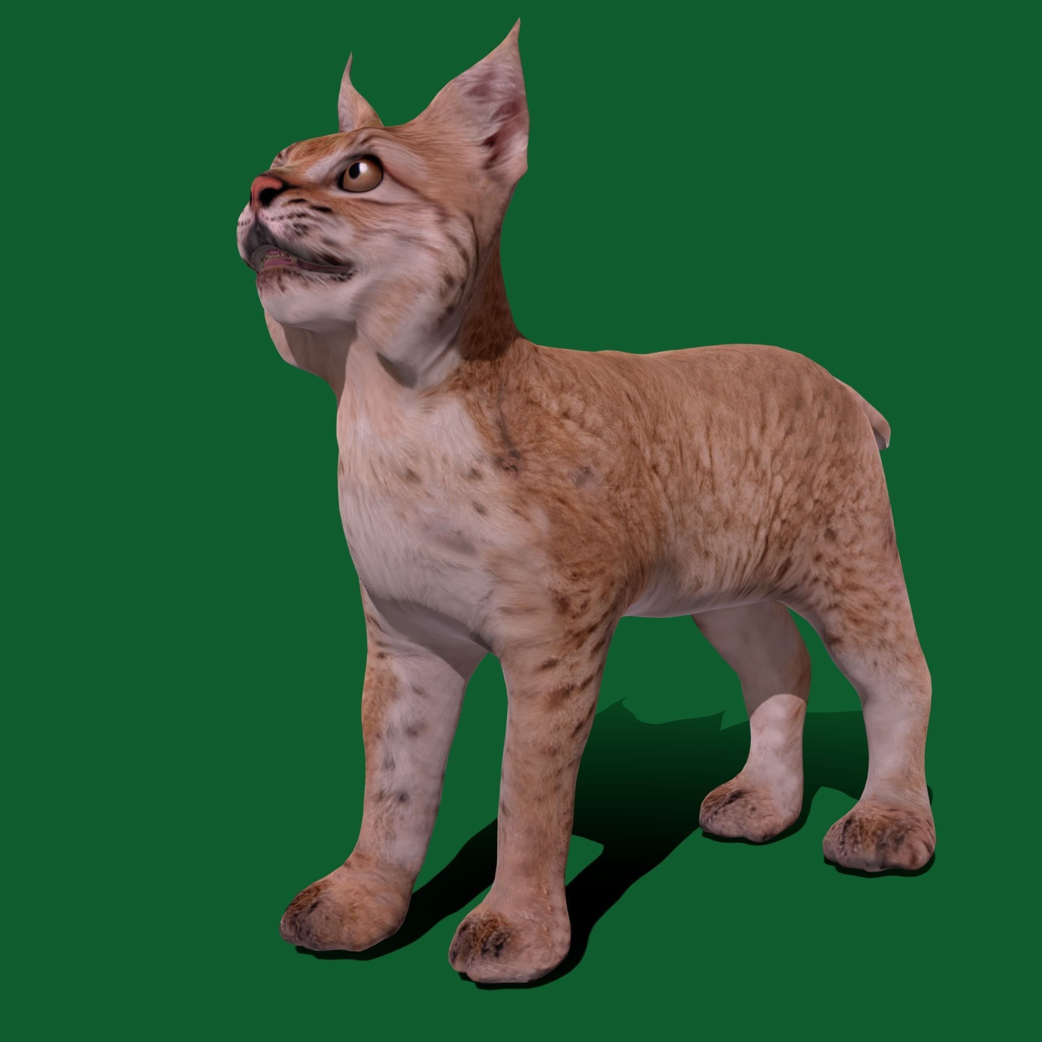 Eurasian Lynx Cub 3D model_11