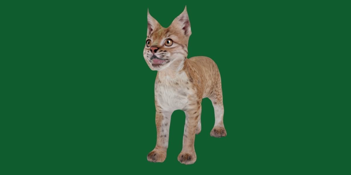 Eurasian Lynx Cub 3D model_3