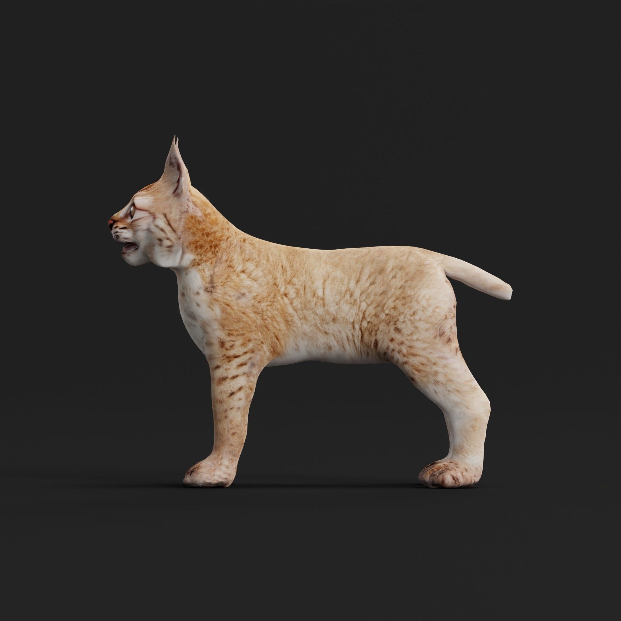 Eurasian Lynx Cub 3D model_25