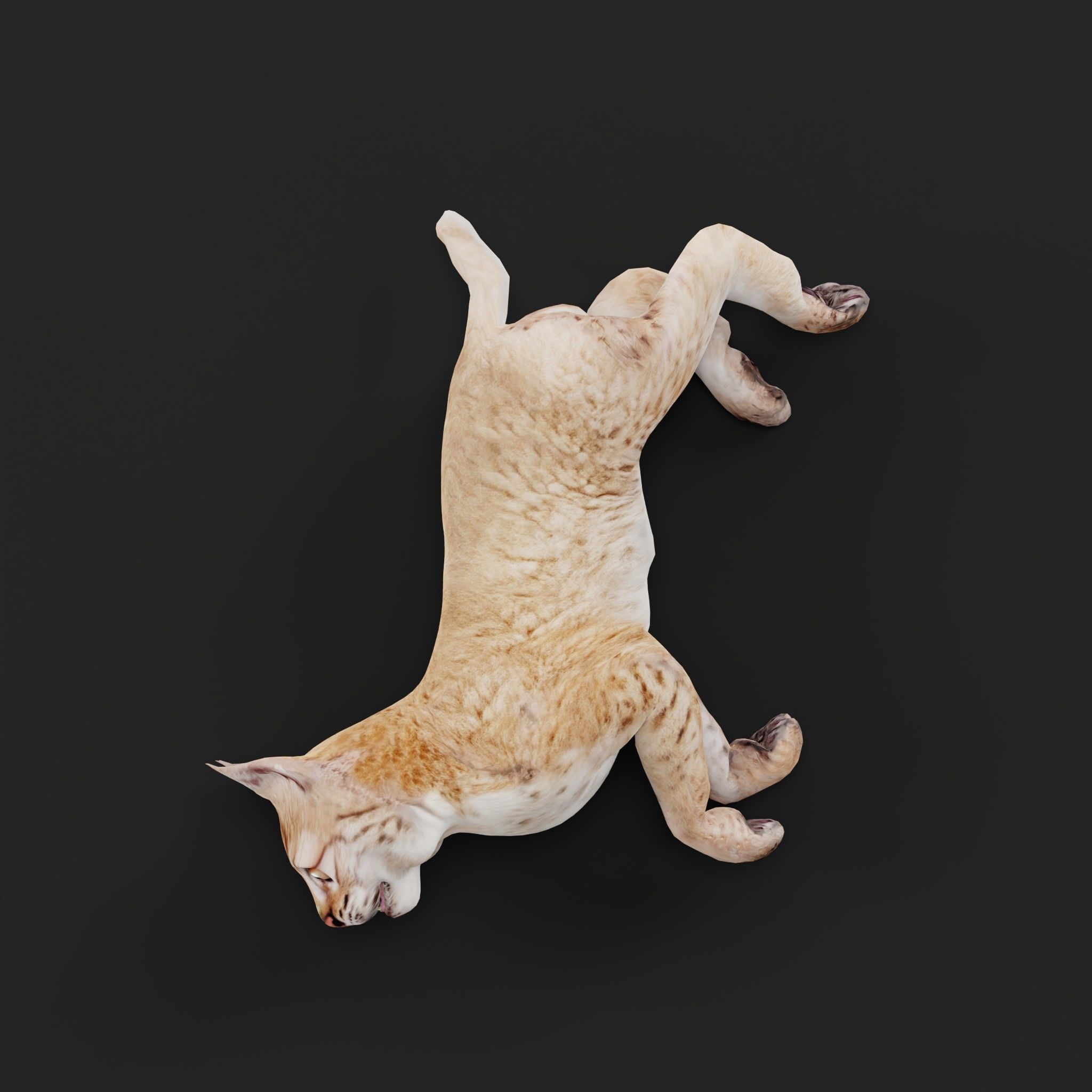 Eurasian Lynx Cub 3D model_27