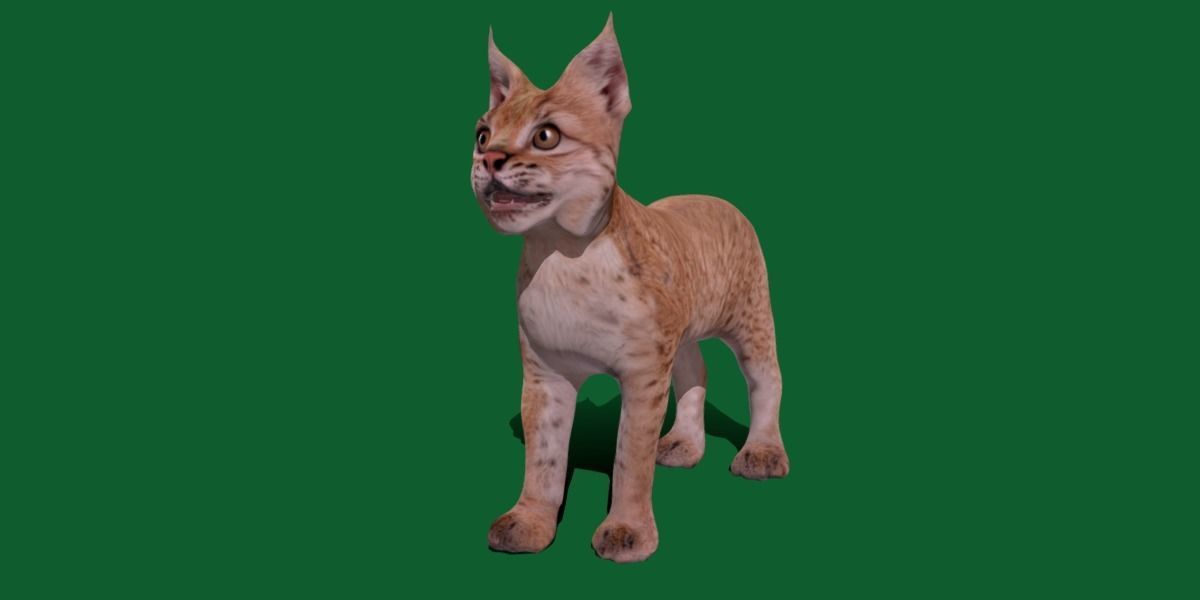 Eurasian Lynx Cub 3D model_20