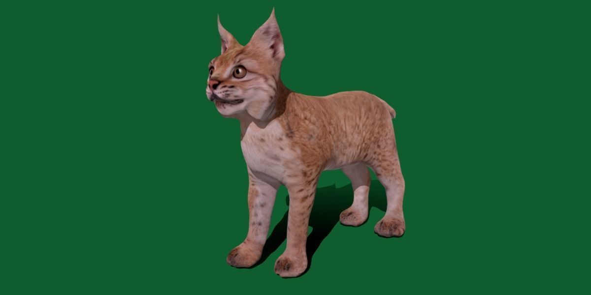 Eurasian Lynx Cub 3D model_12