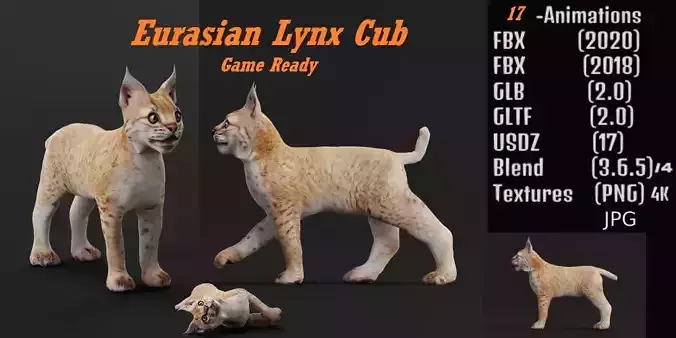 Eurasian Lynx Cub 3D model
