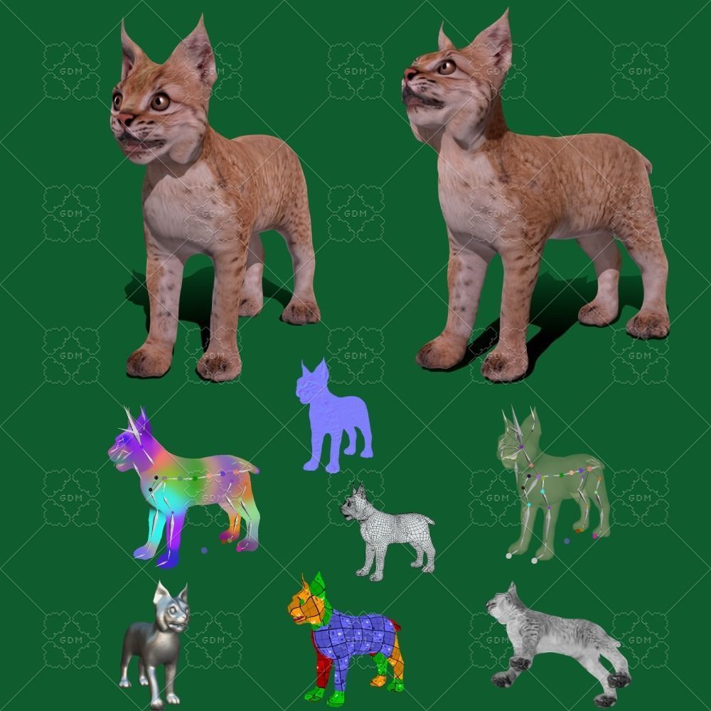 Eurasian Lynx Cub 3D model_2