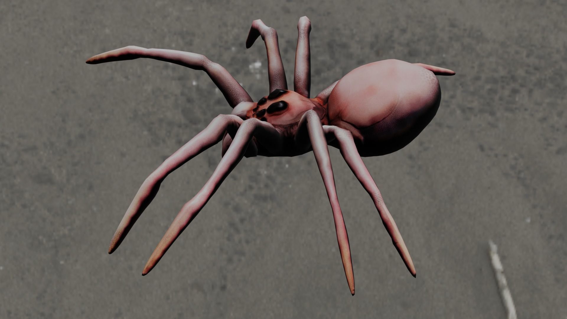 Spider Animated and Rigged  Low-poly 3D model_2