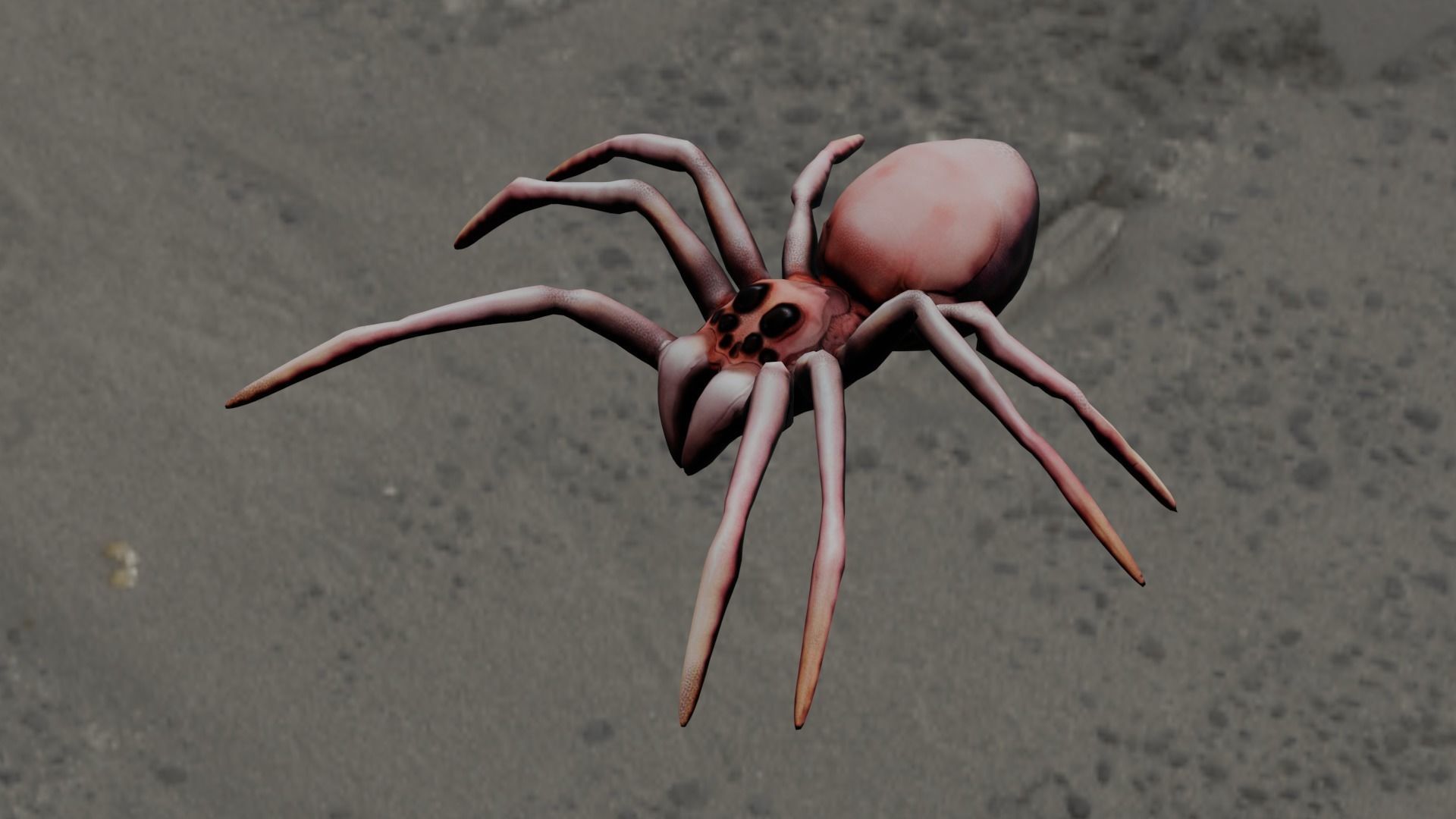 Spider Animated and Rigged  Low-poly 3D model_14