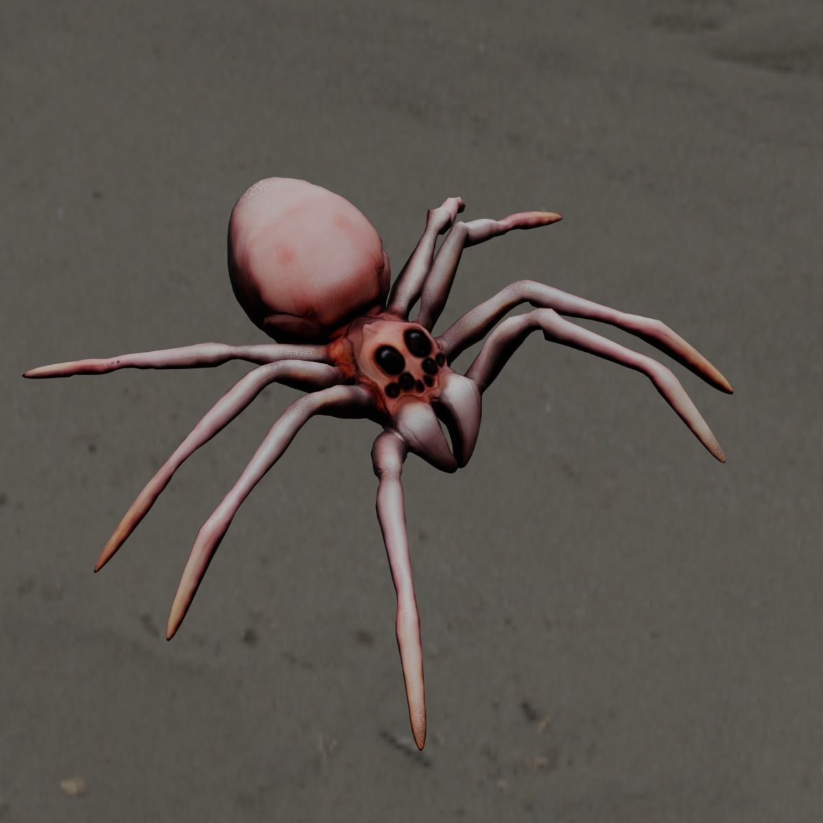 Spider Animated and Rigged  Low-poly 3D model_9