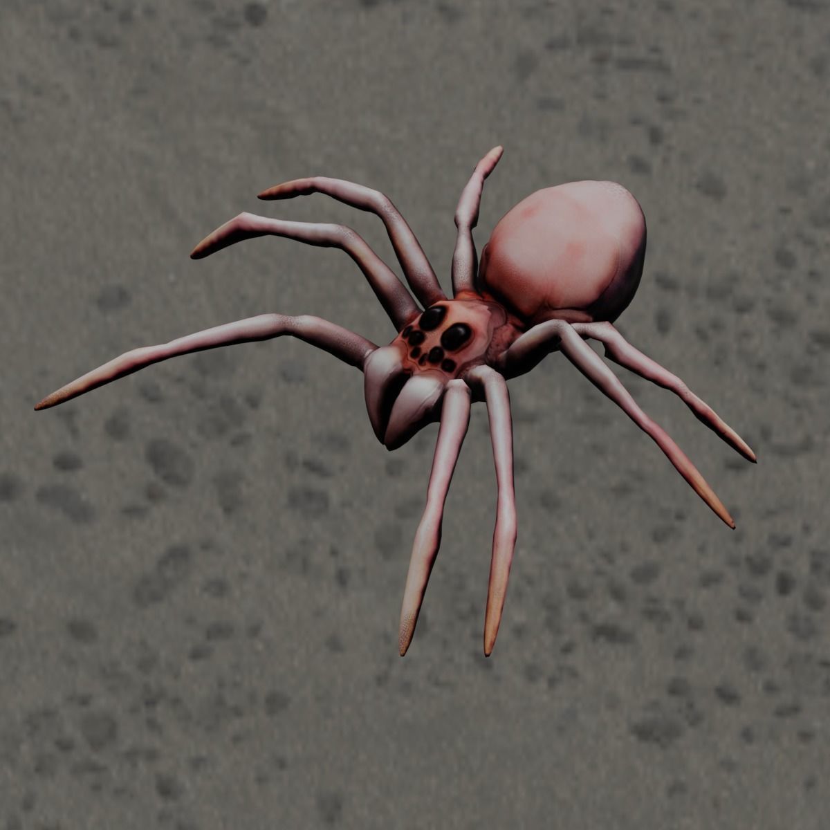 Spider Animated and Rigged  Low-poly 3D model_8